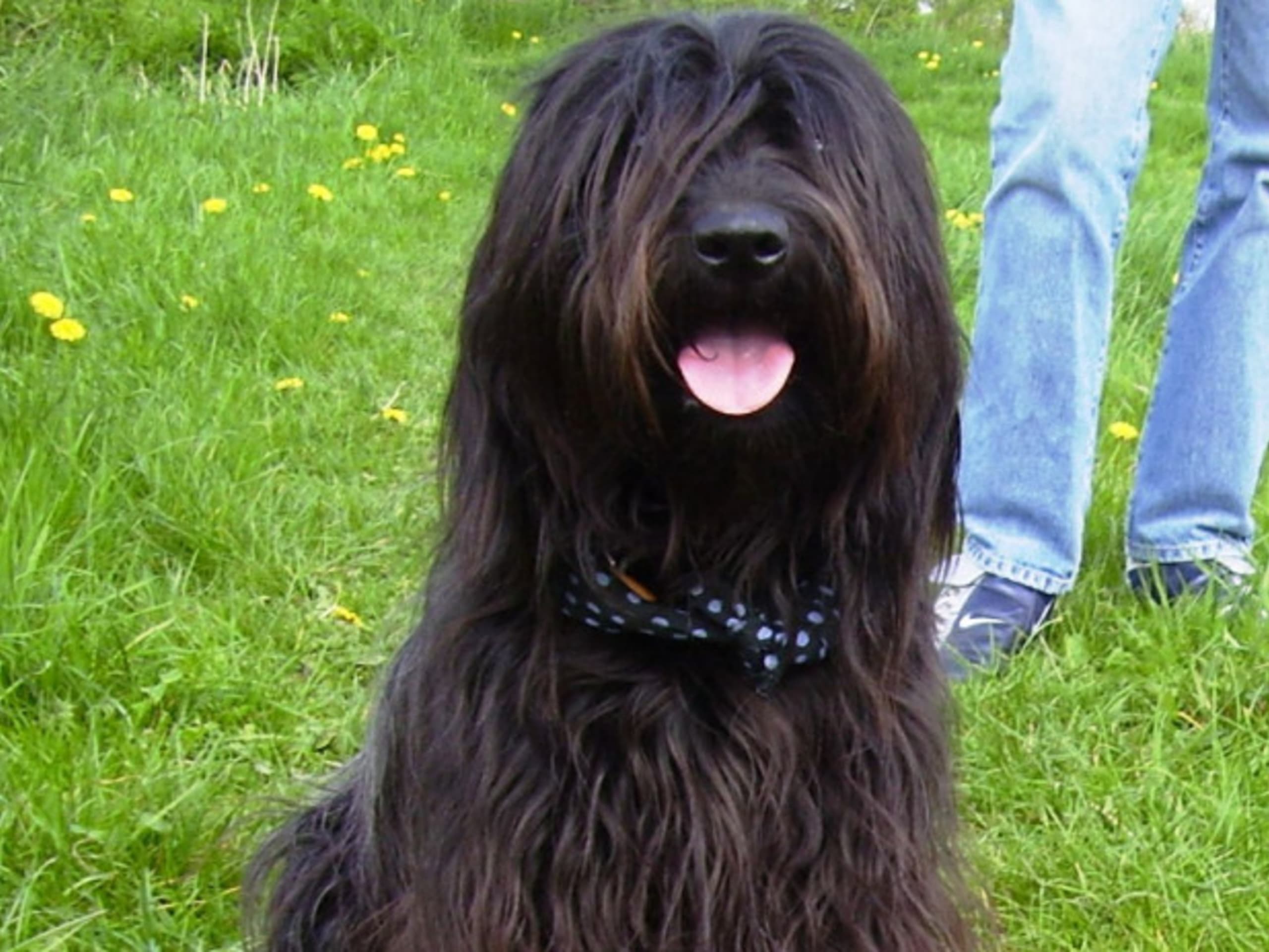Katalansk hyrdehund (Gos d’atura català)