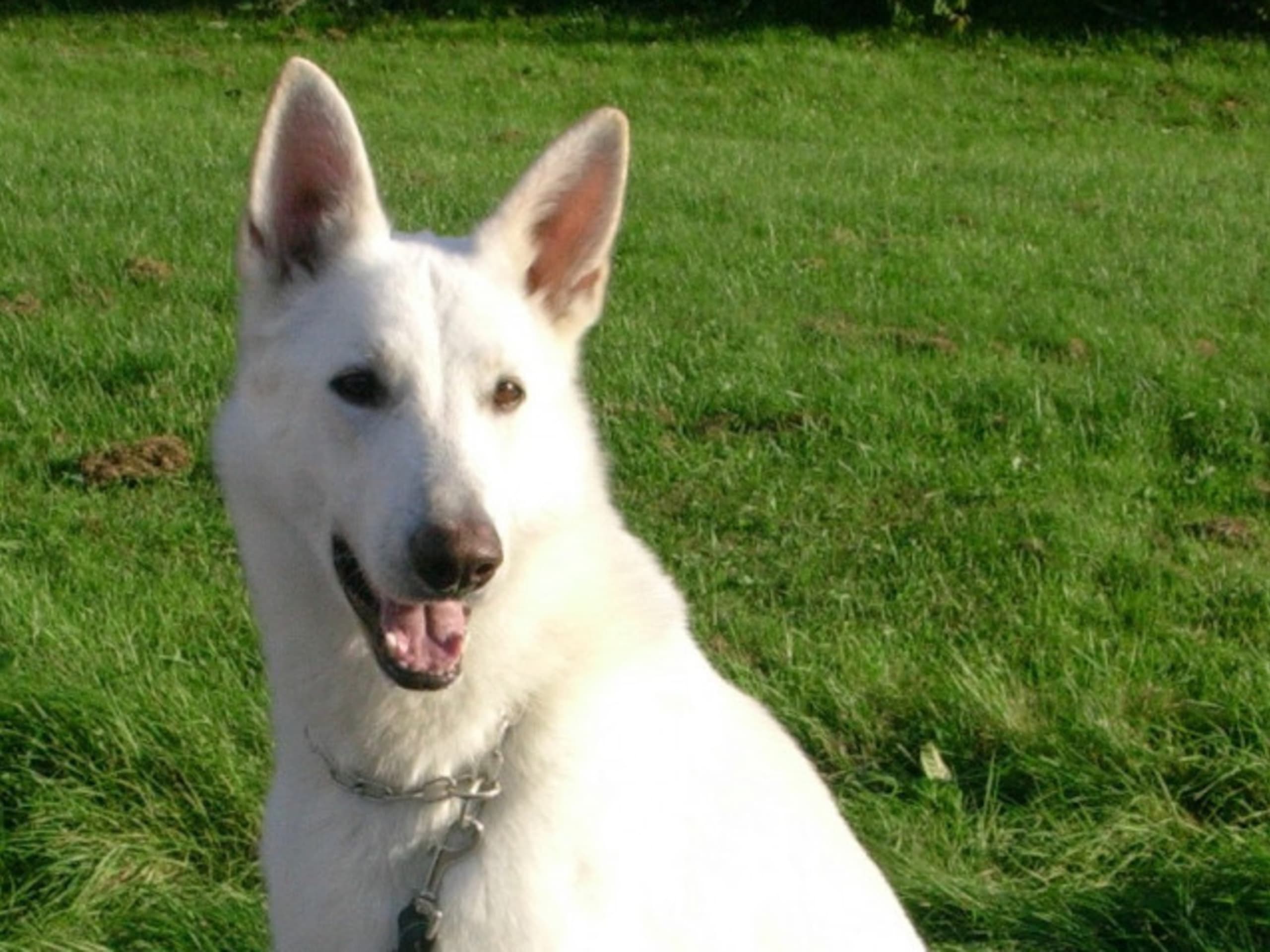Hvid herdehund