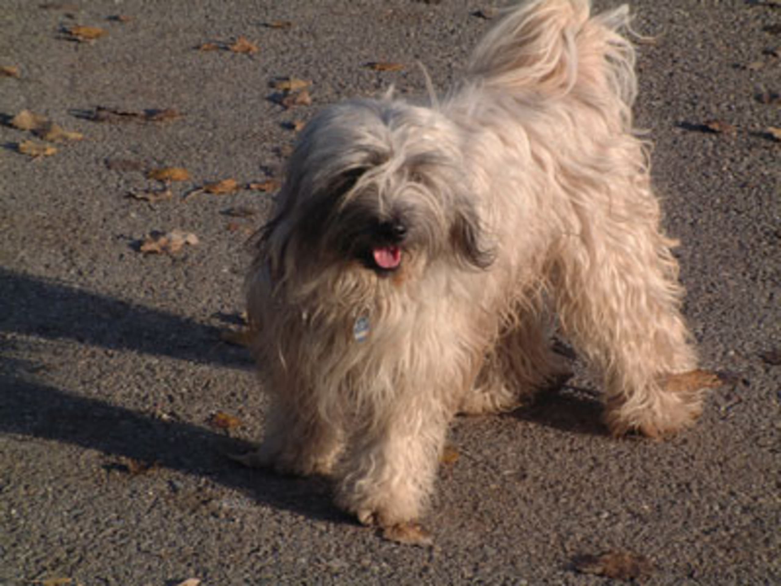 Tibetansk terrier