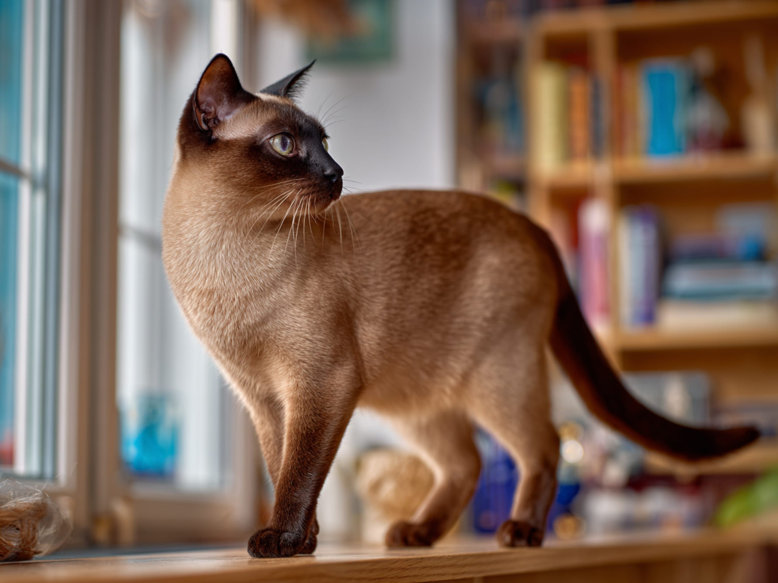 Burma (Sacred Birman)