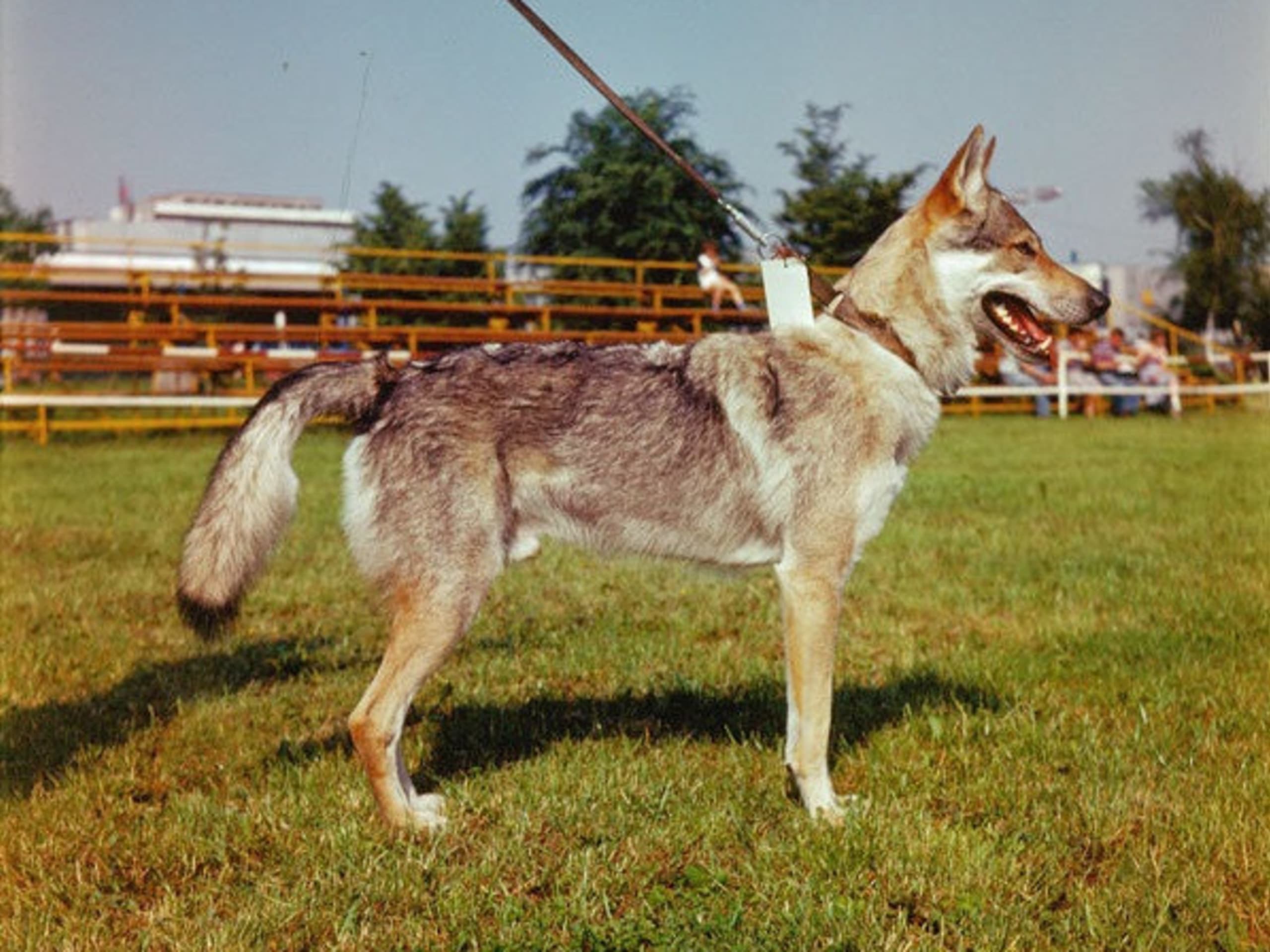 Tjekkoslovakisk ulvehund