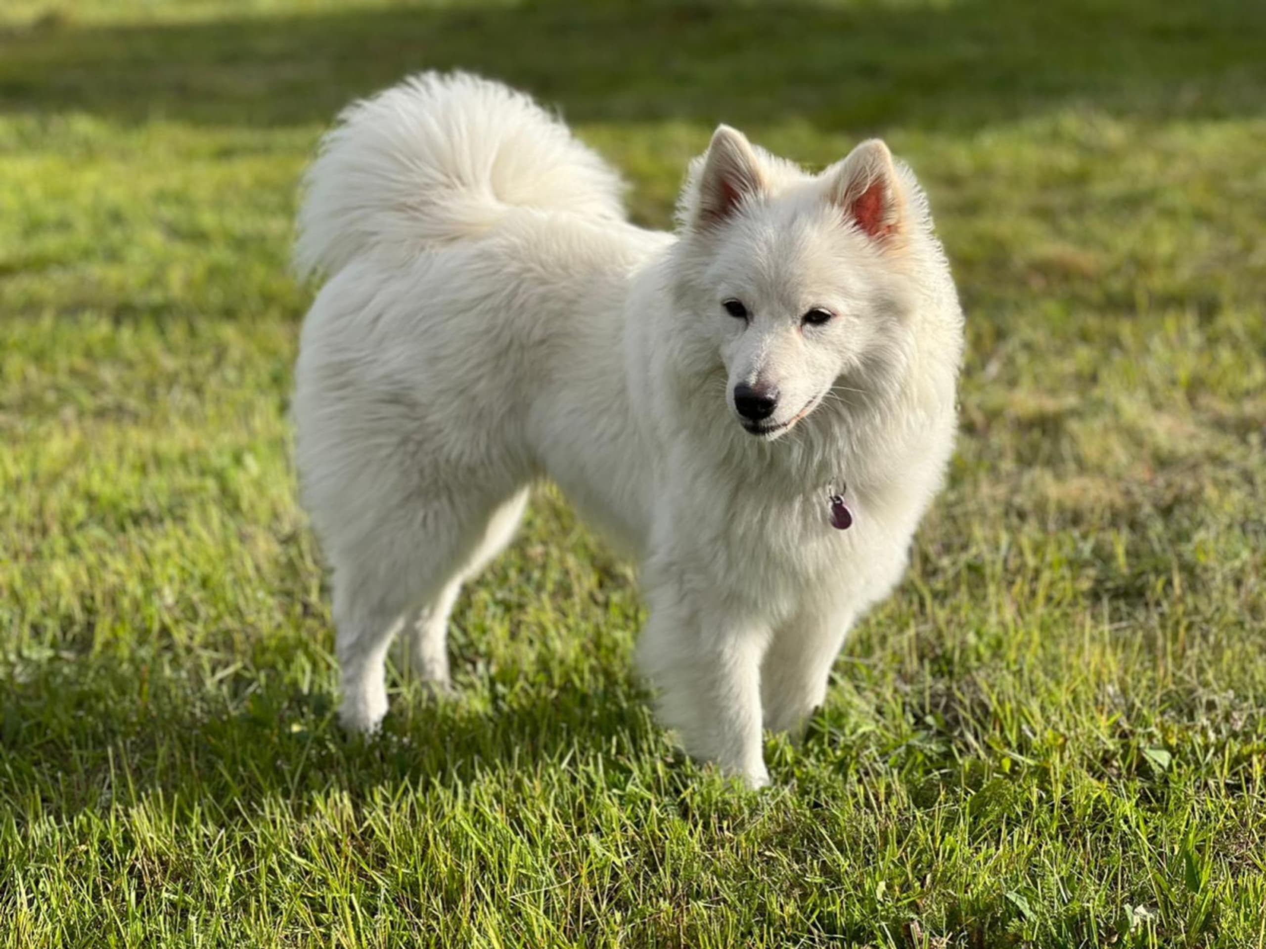 German Spitz – kæmpe