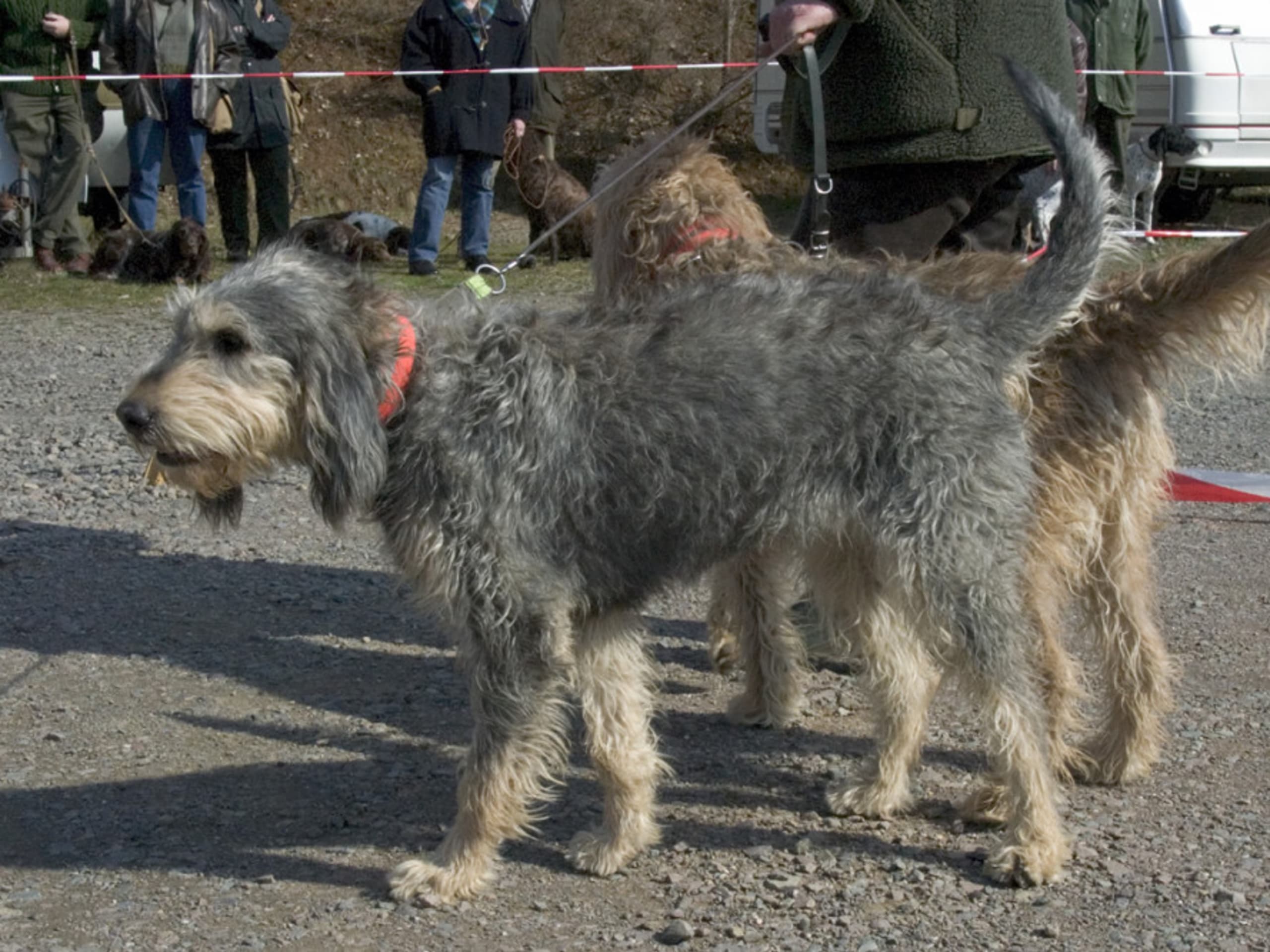 Griffon Nivernais
