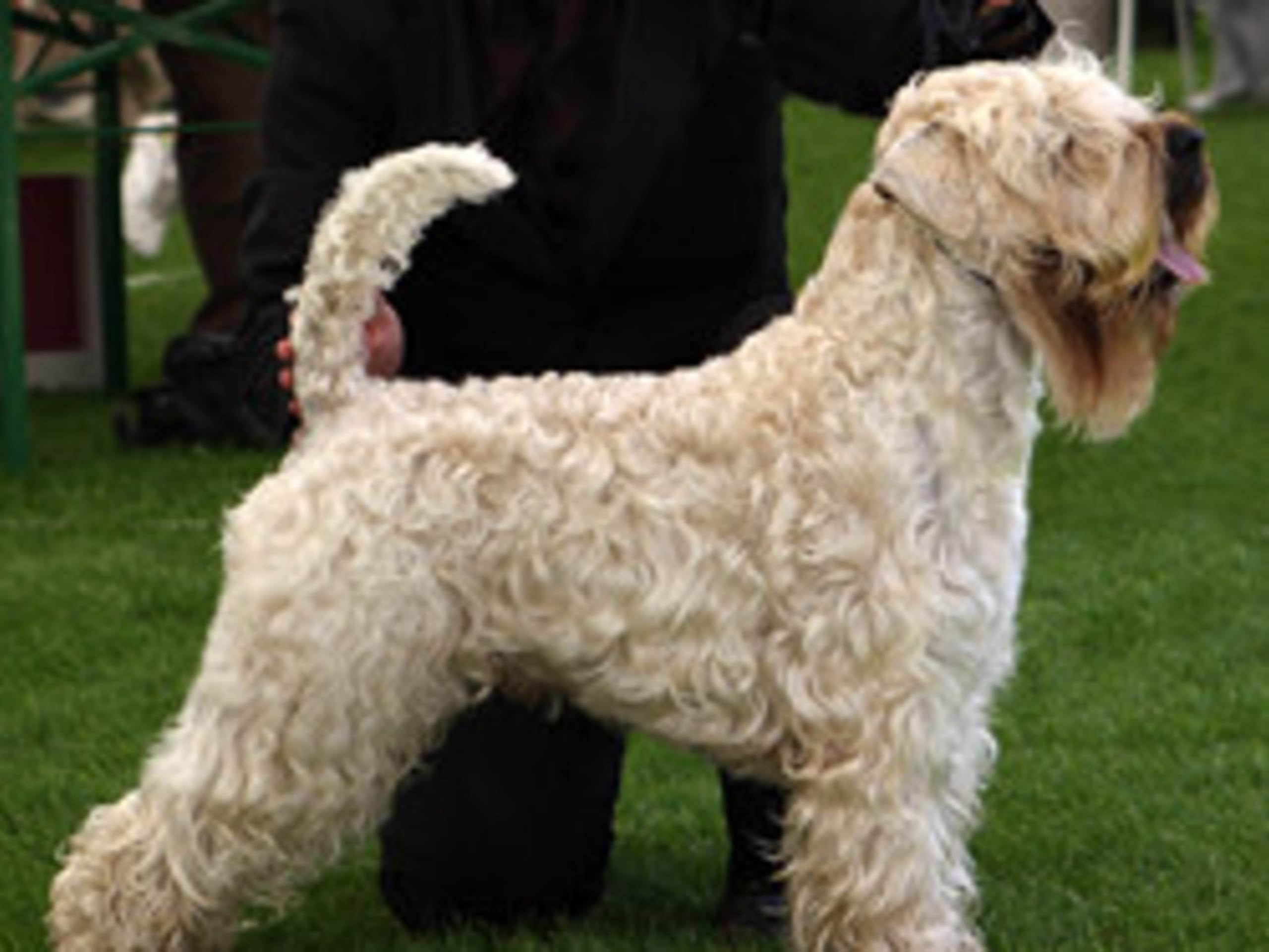 Irsk softcoated wheaten terrier