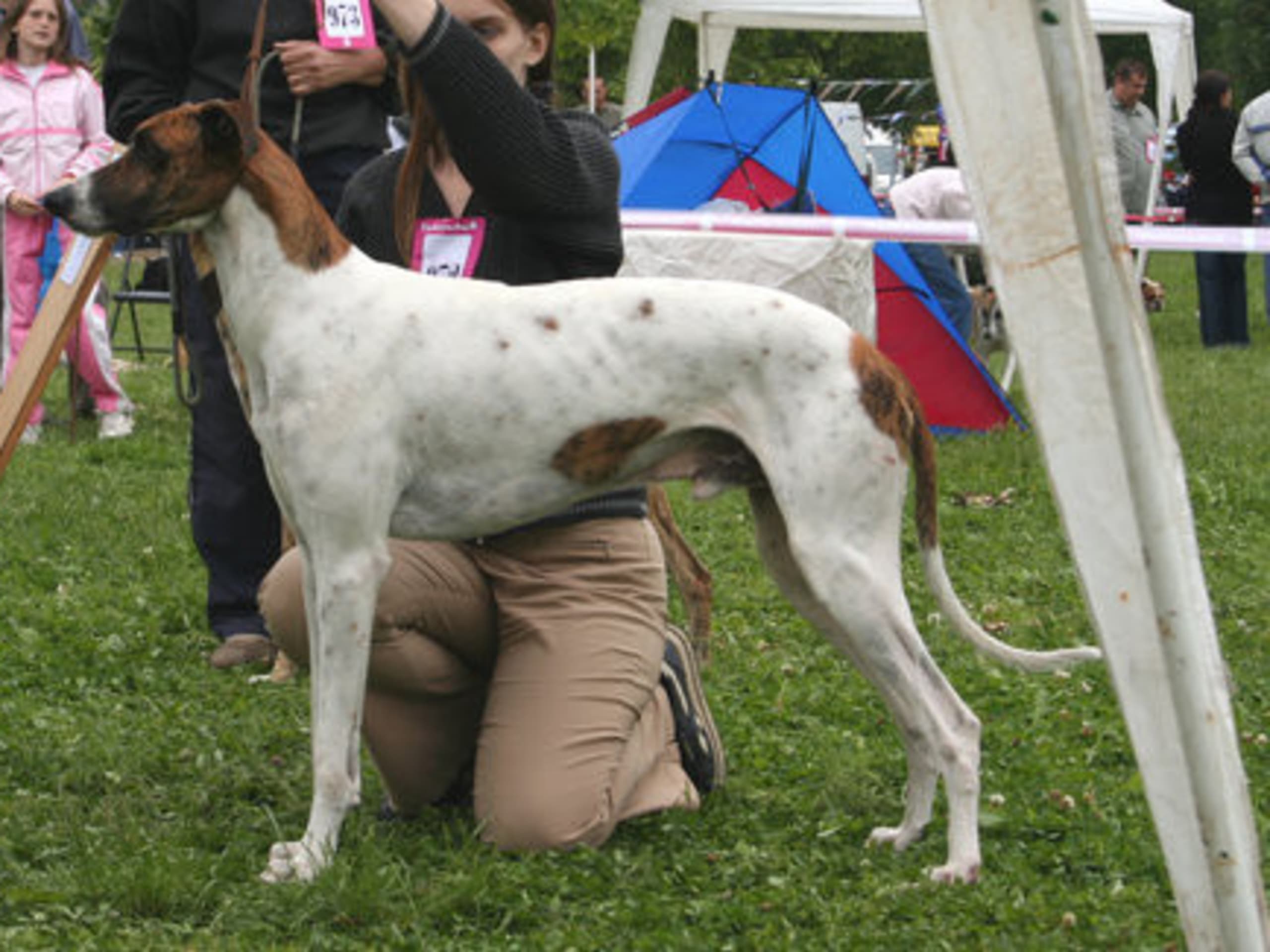 Magyar agár