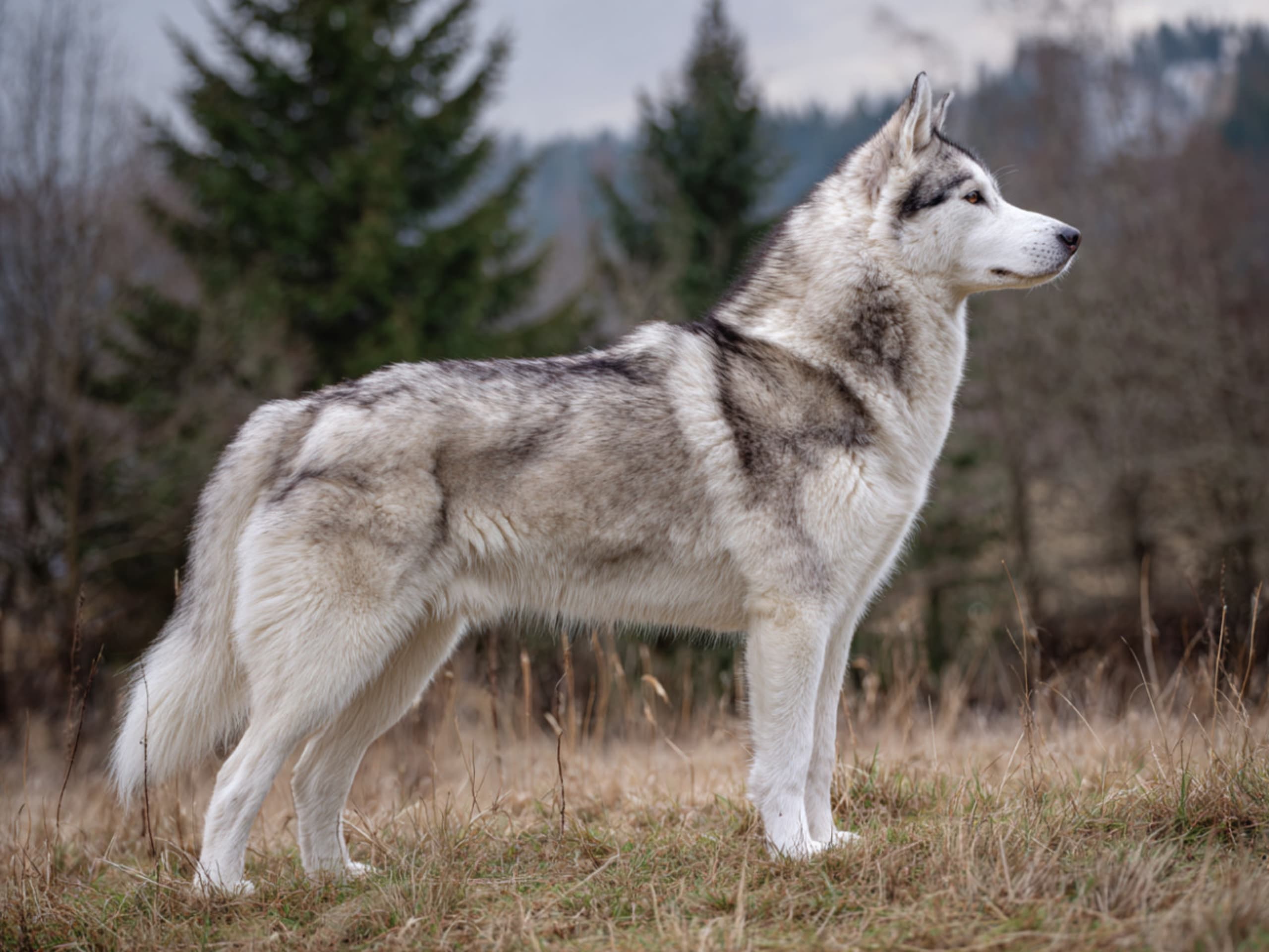 Siberian husky