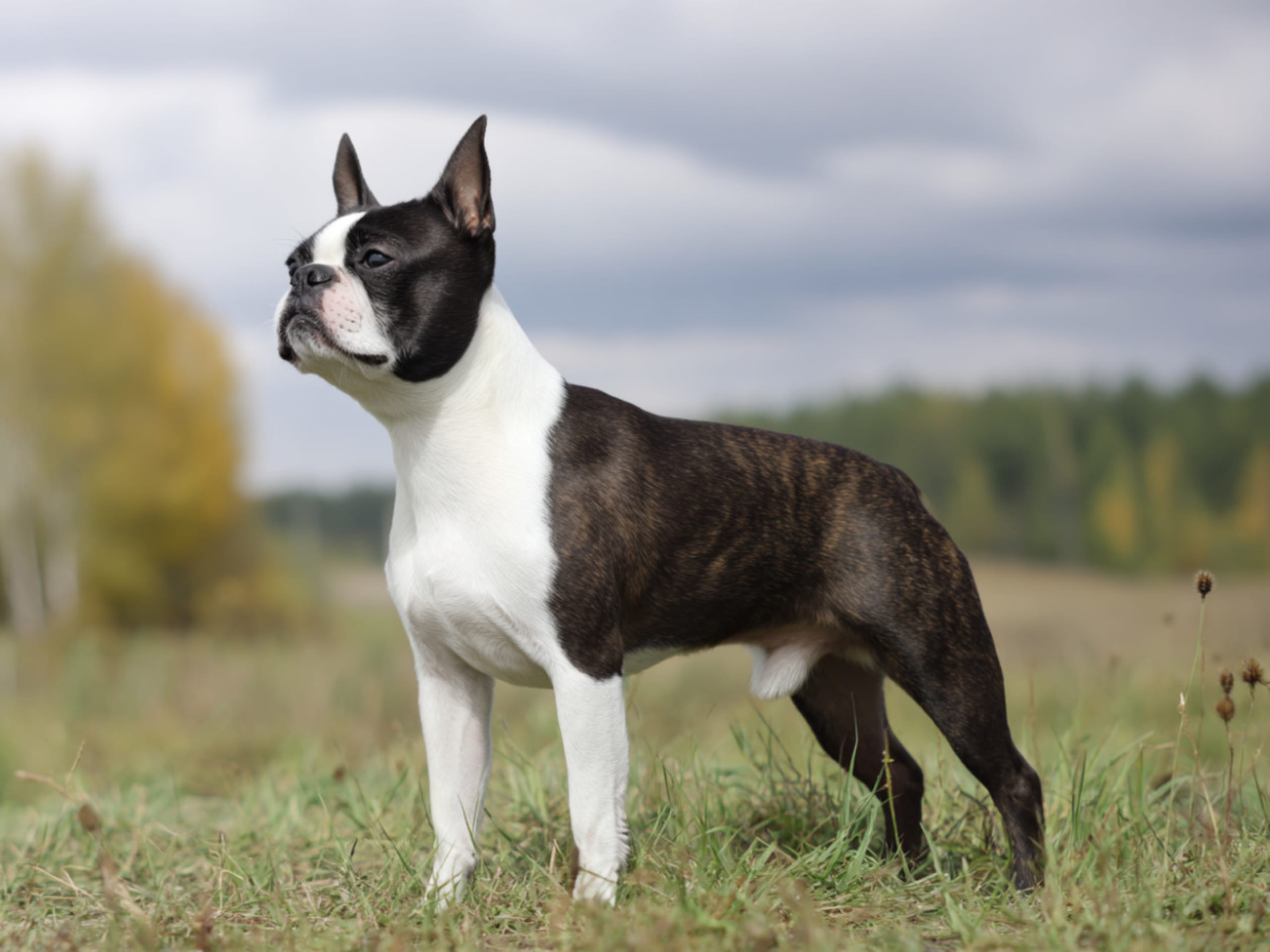 Boston terrier