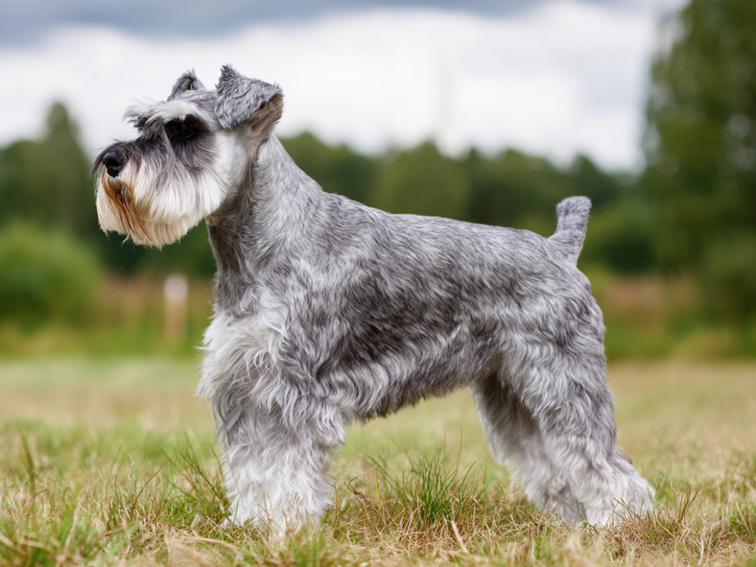 Dværgschnauzer