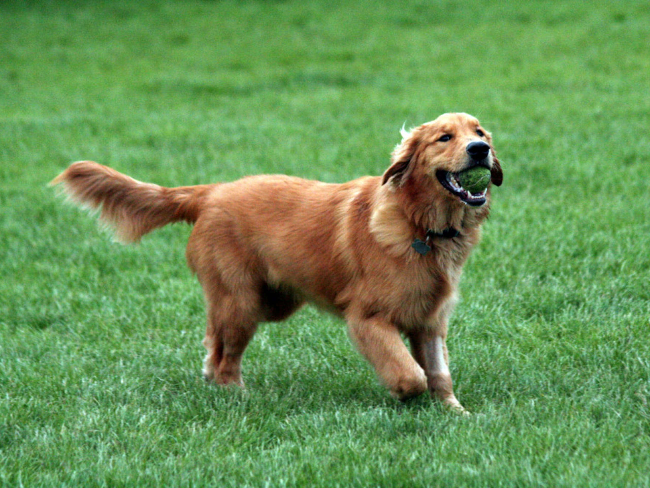 Golden retriever