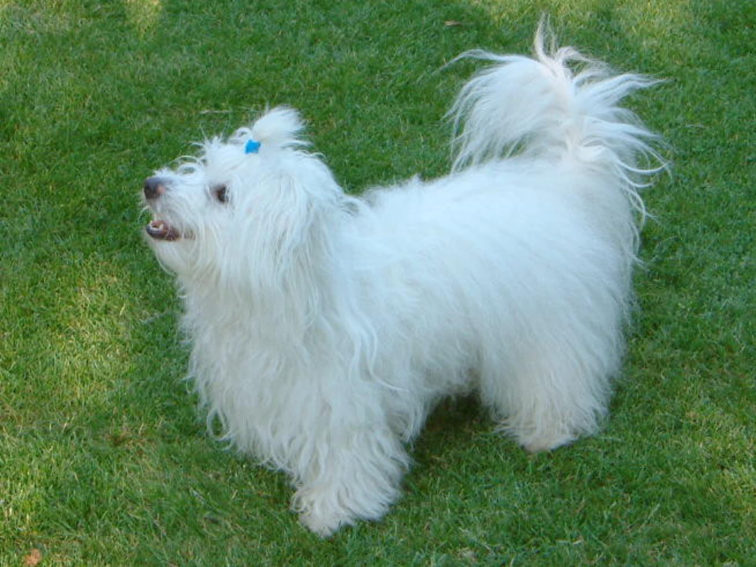 Coton de Tuléar