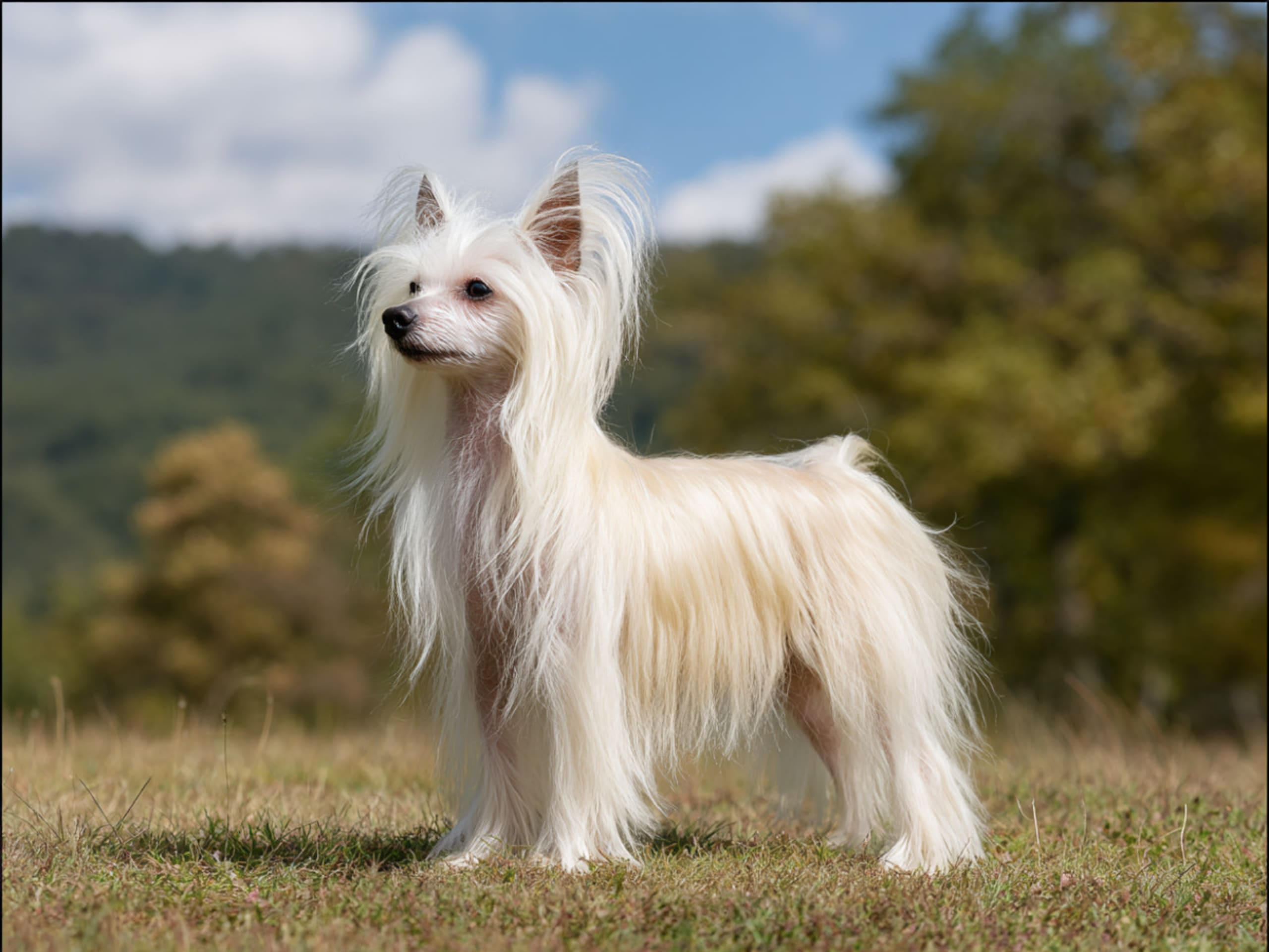 Chinese crested dog