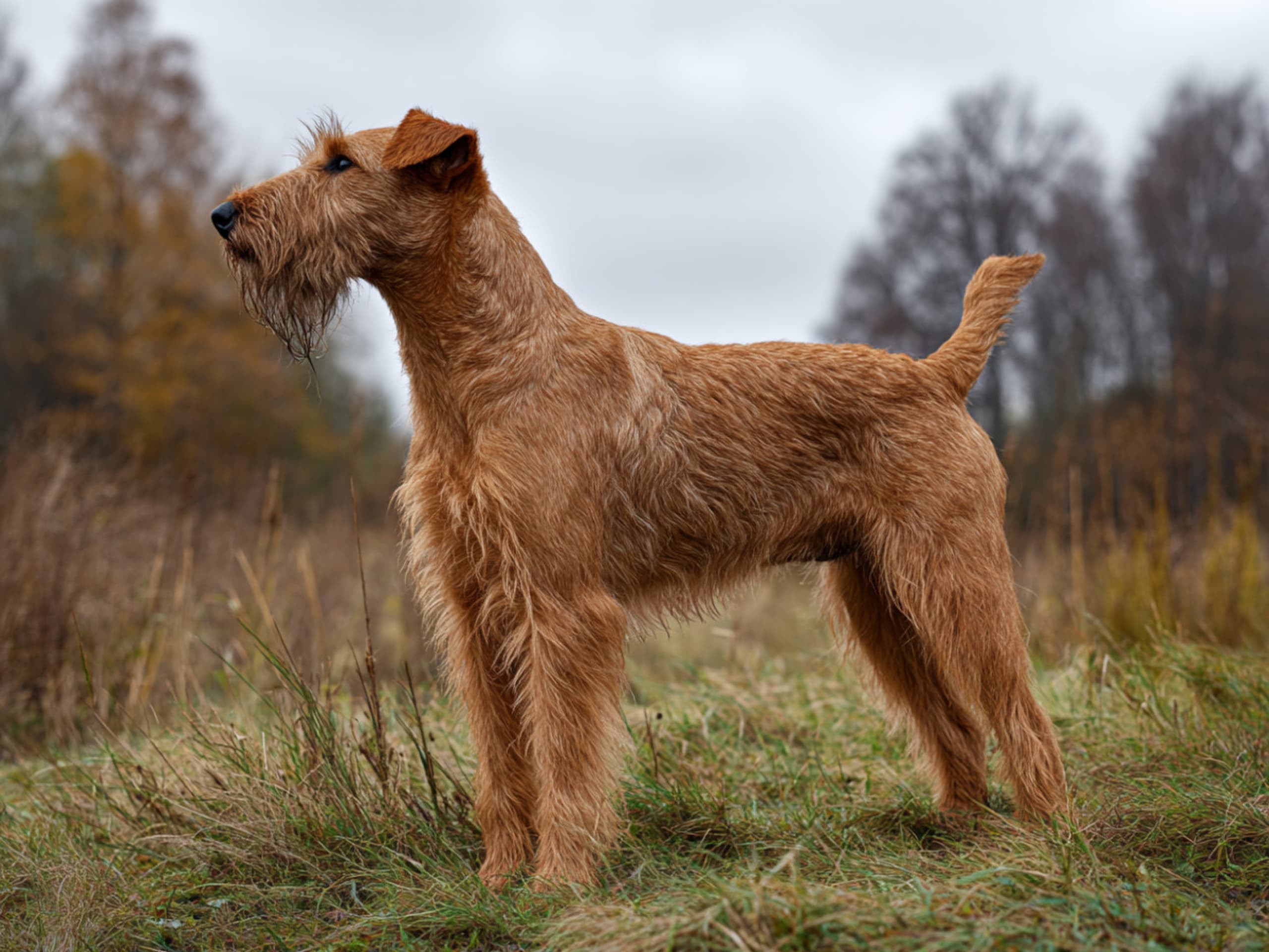 Irsk terrier