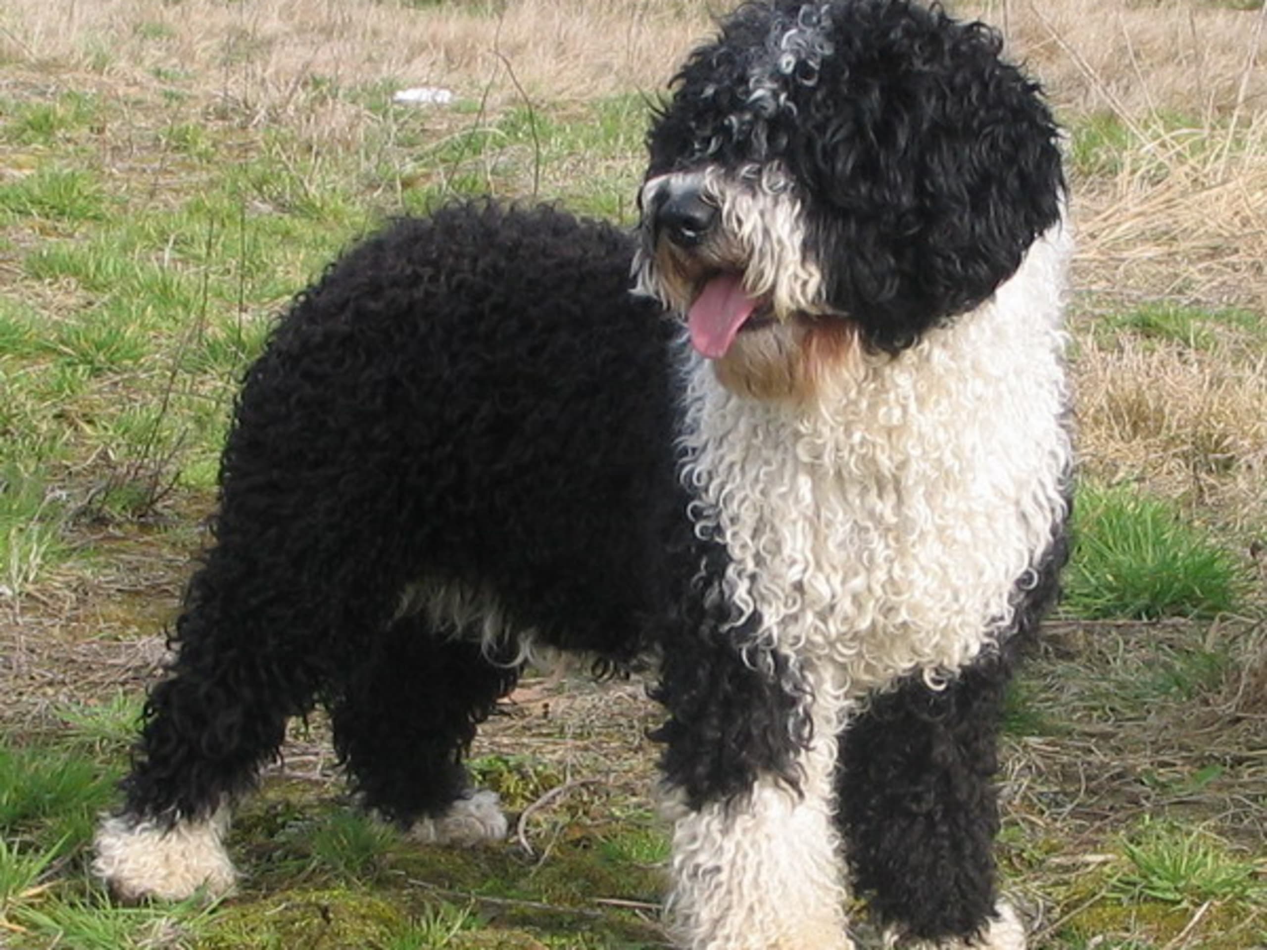 Perro de Agua Español