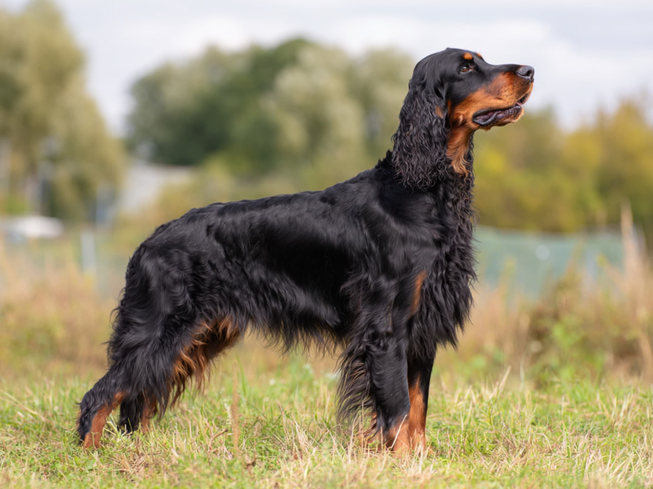 Gordon setter