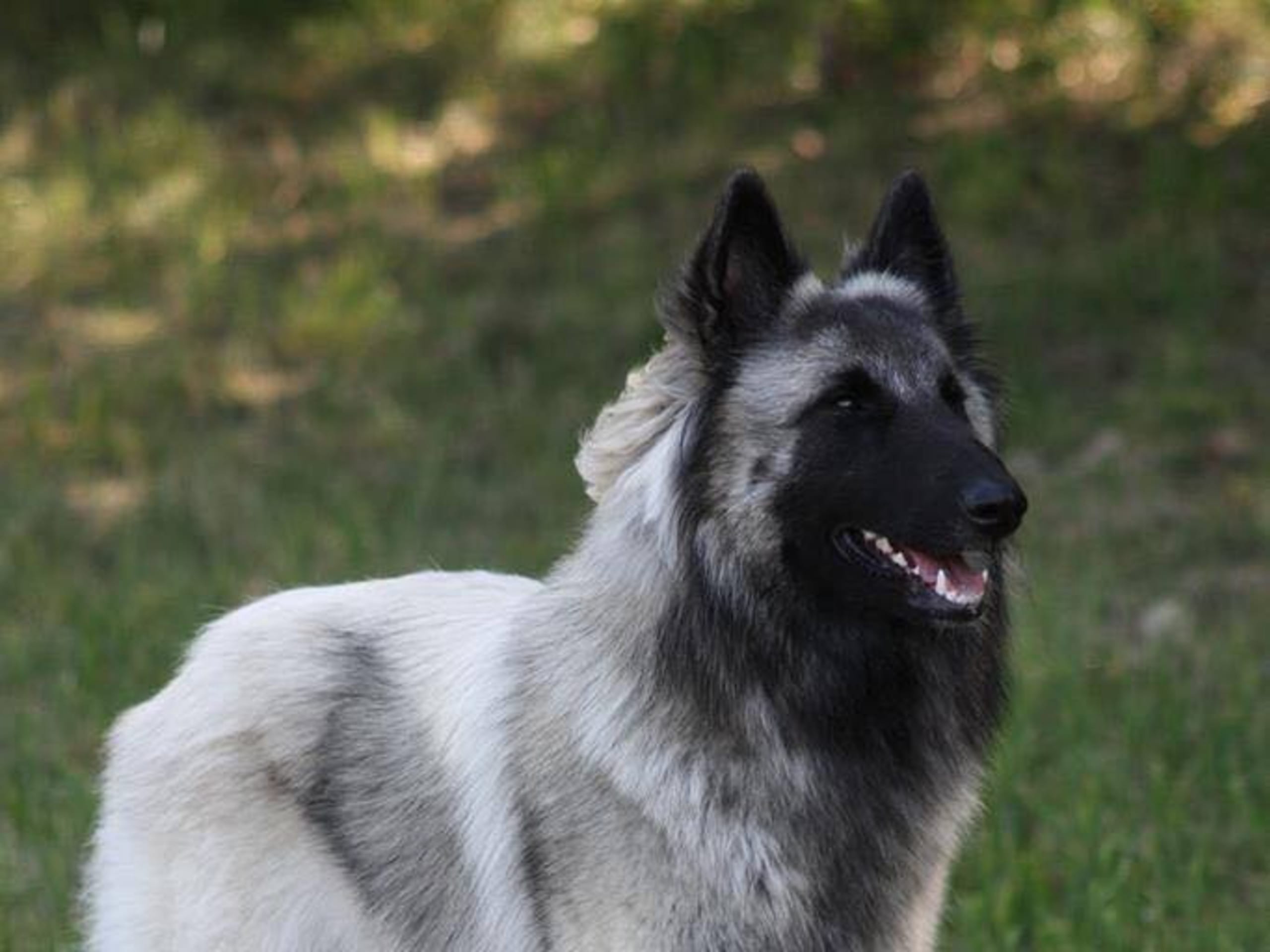 Belgisk hyrdehund – Tervueren