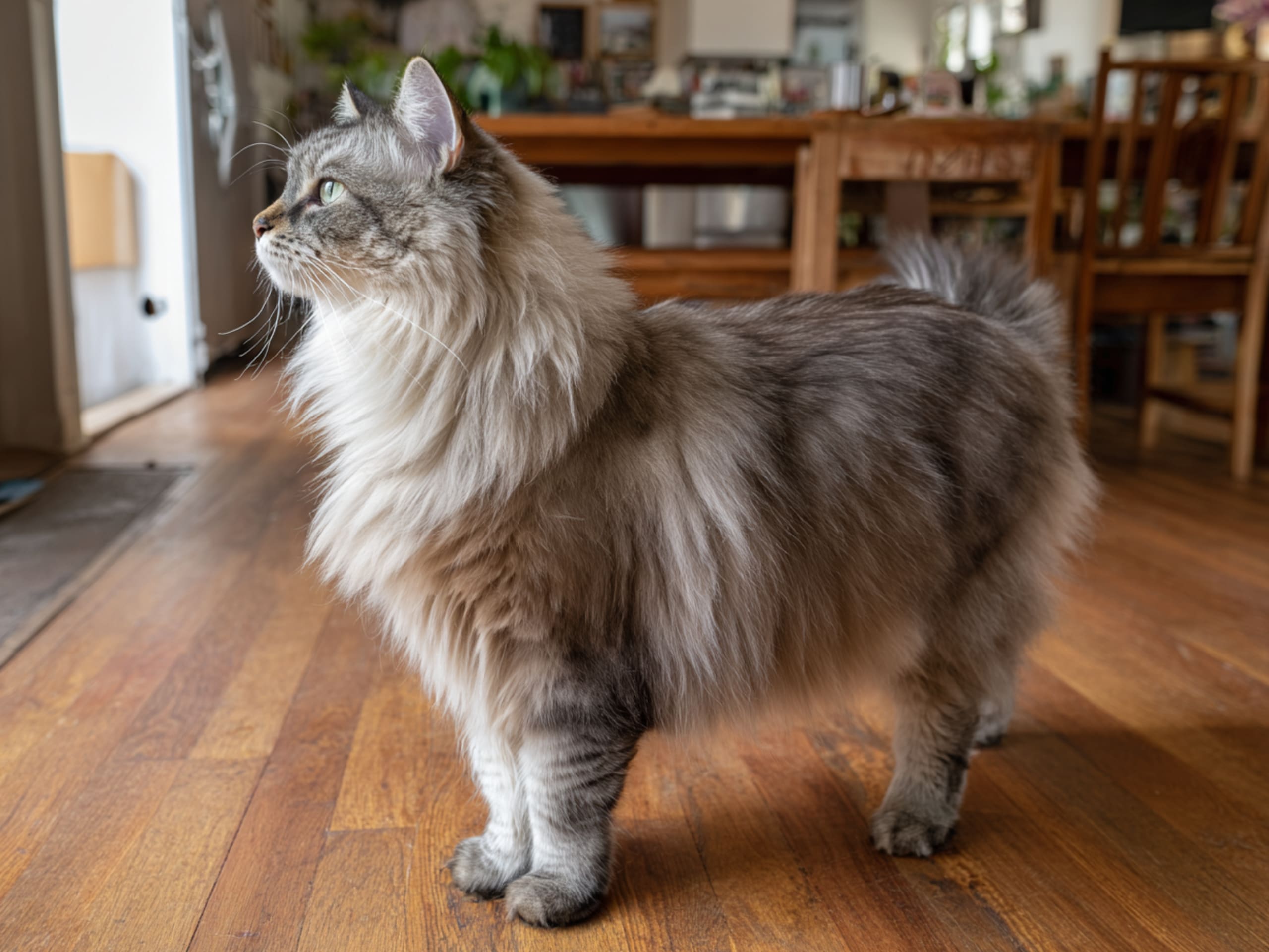 Ragamuffin