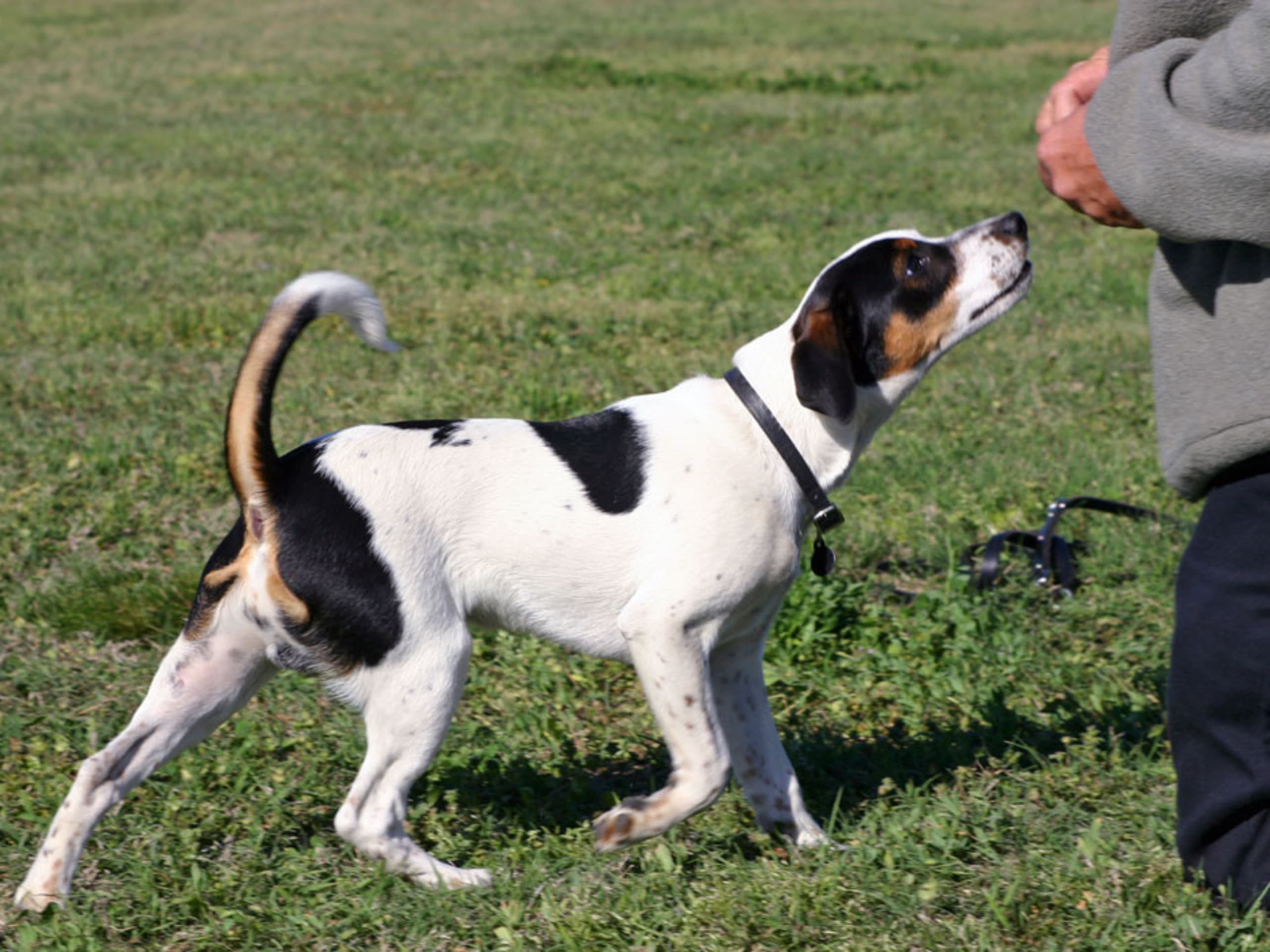 Dansk-svensk gårdhund