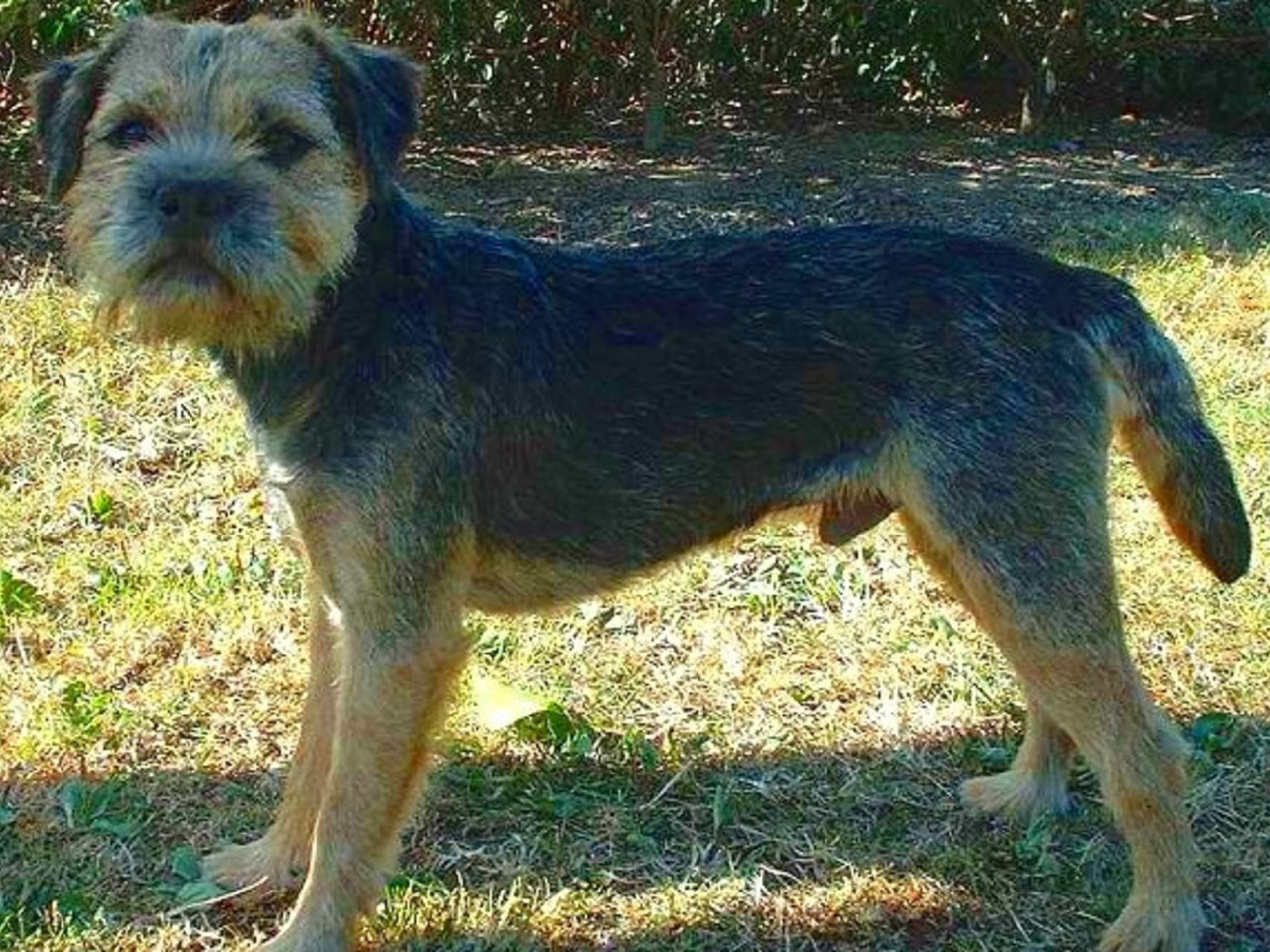 Border terrier