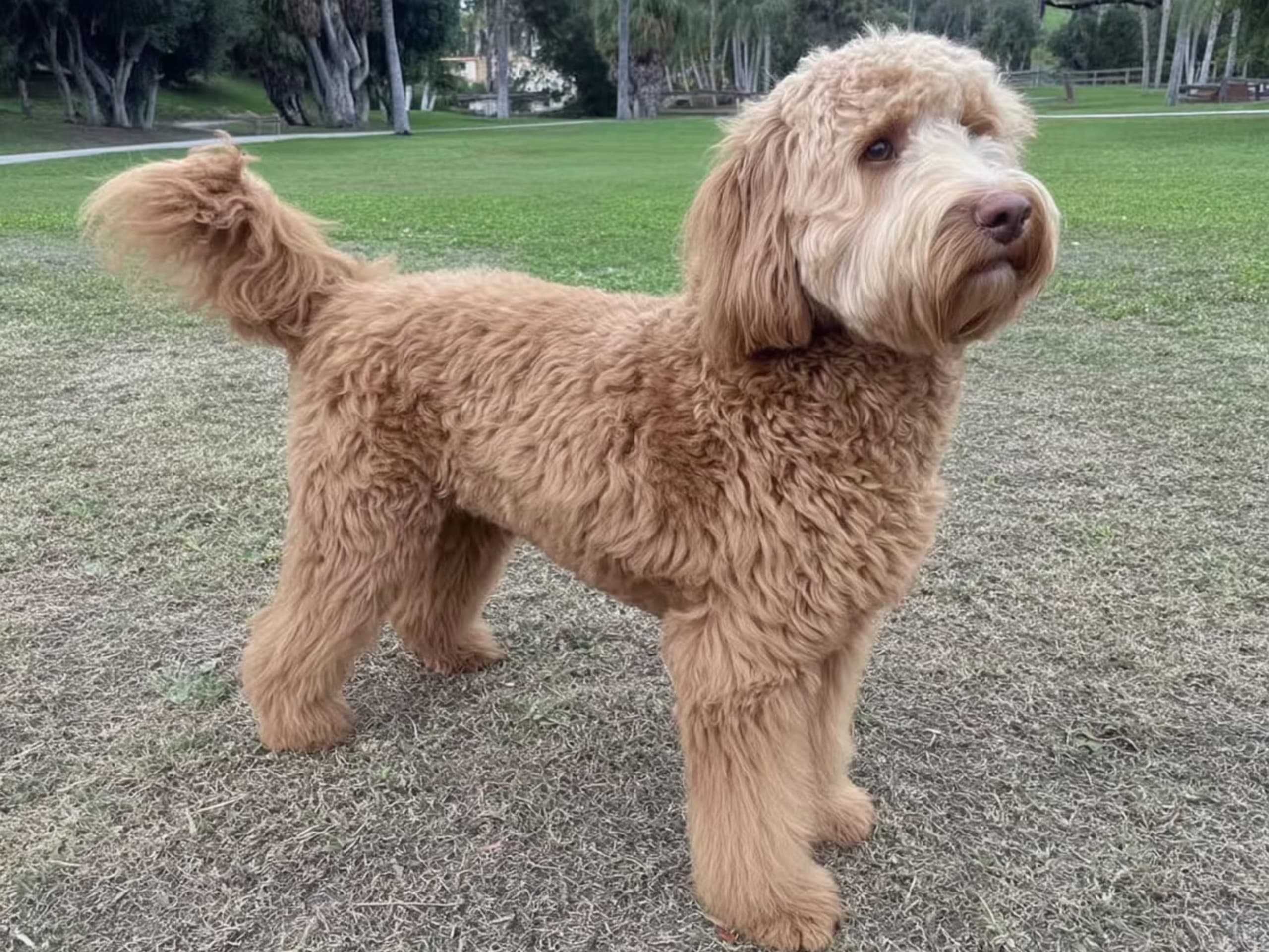 Australsk cobberdog
