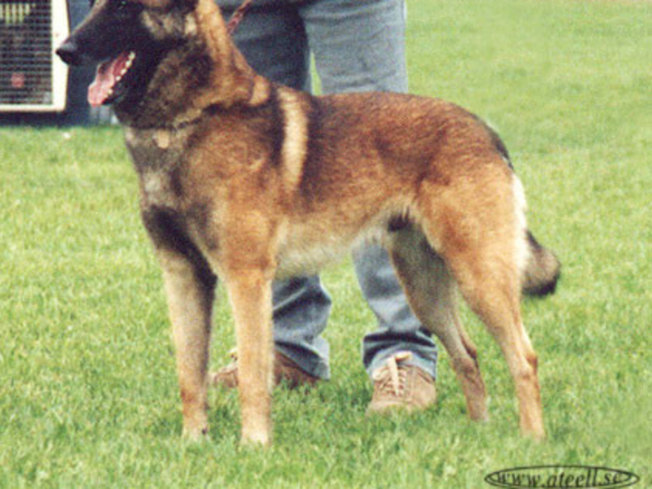 Belgisk hyrdehund – malinois