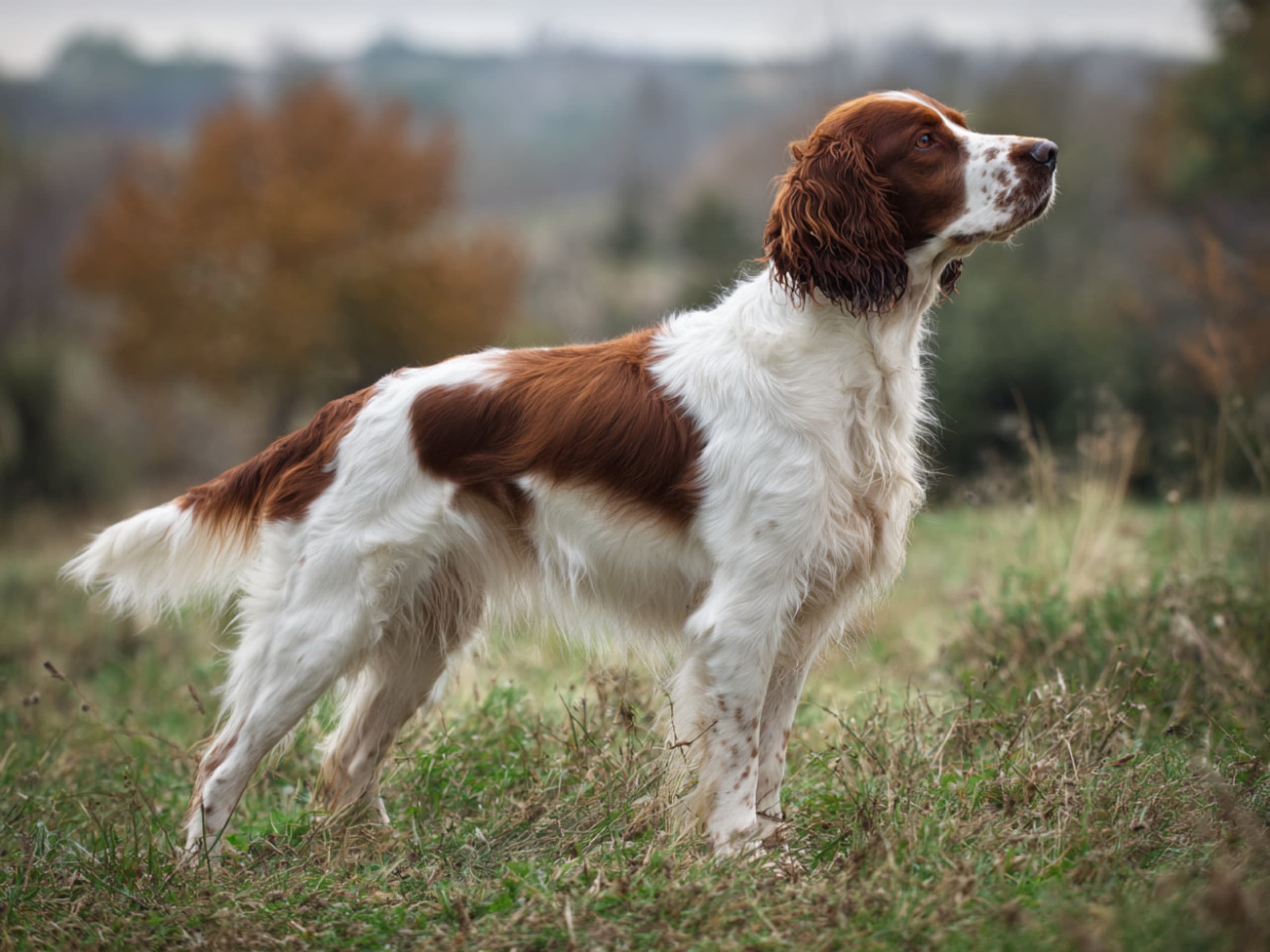 Welsh springer spaniel