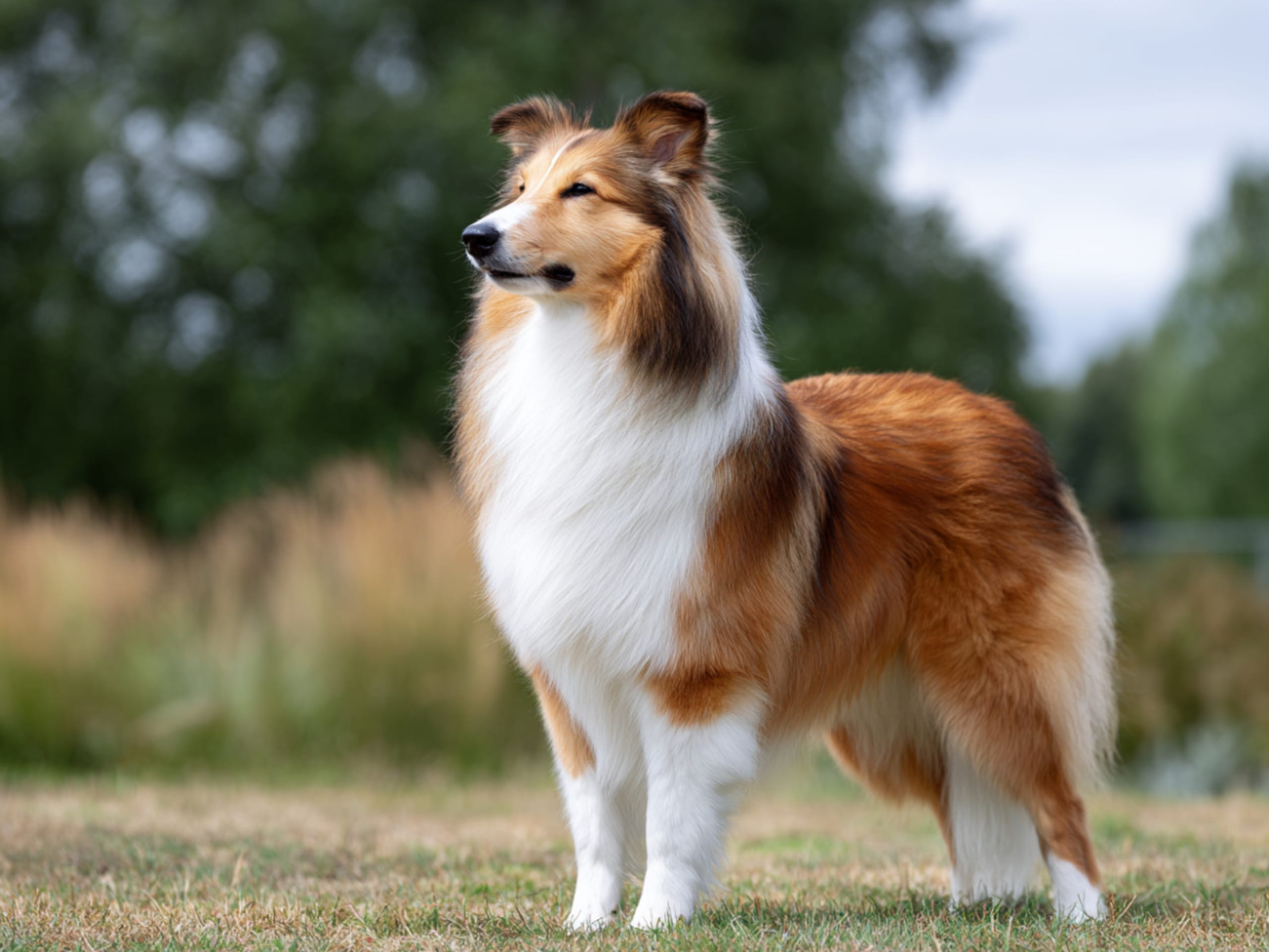 Shetland sheepdog