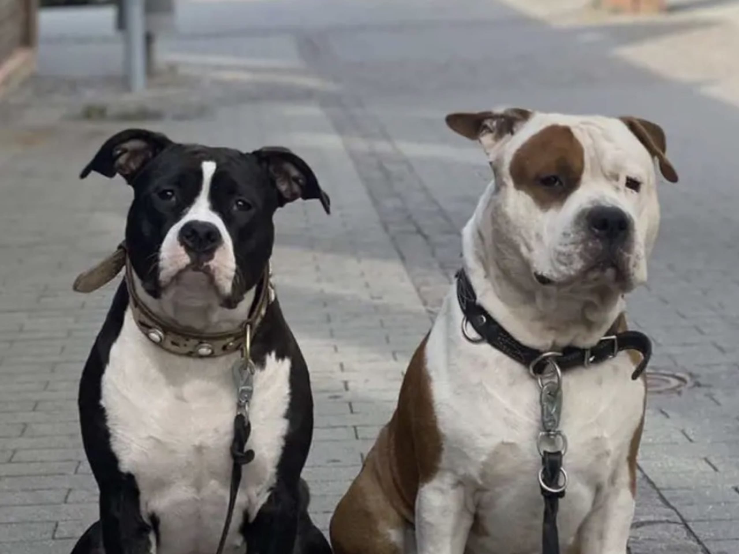 Patrick Nielsen Amstaff