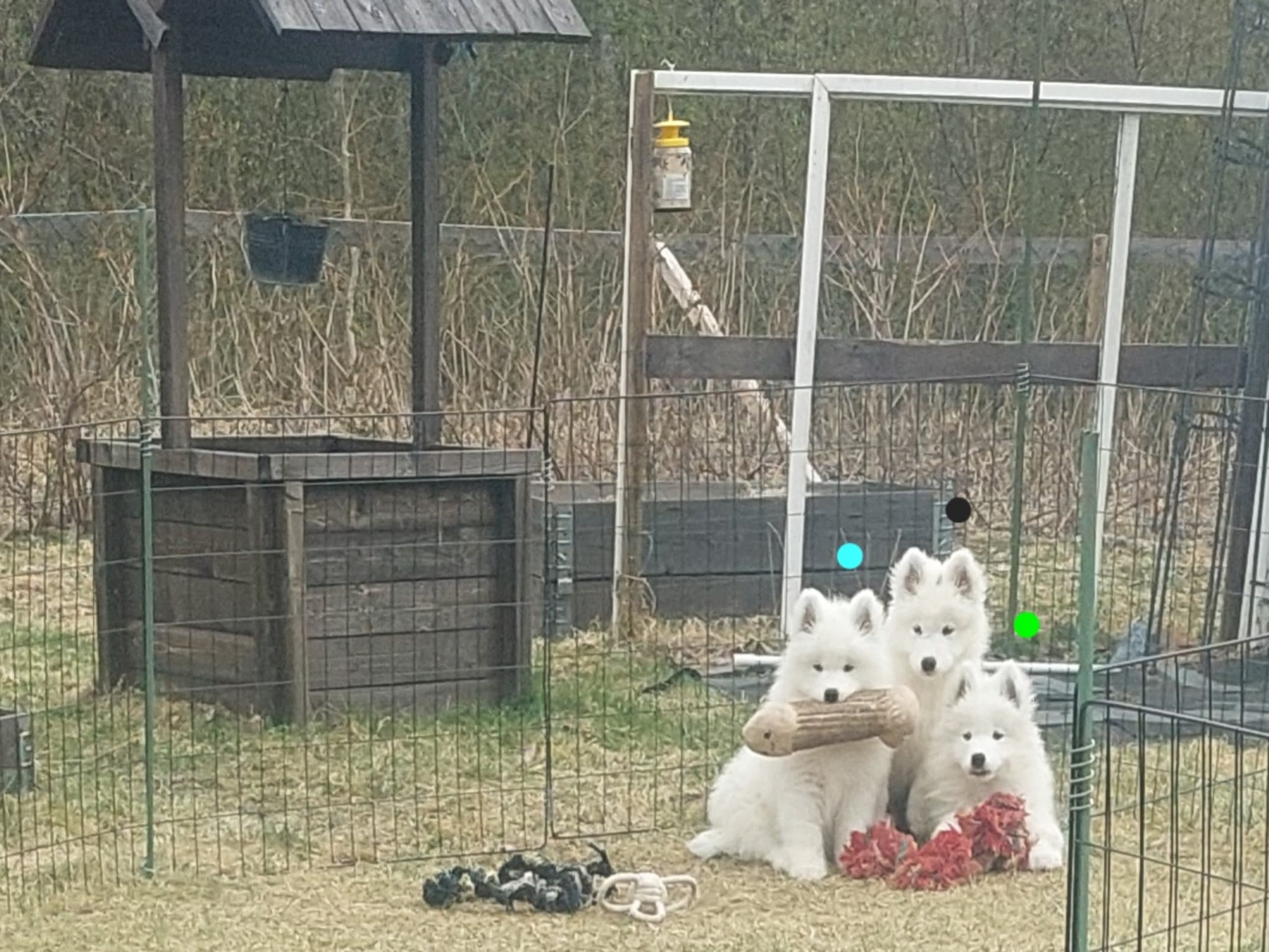 Polarbjörnen's kennel