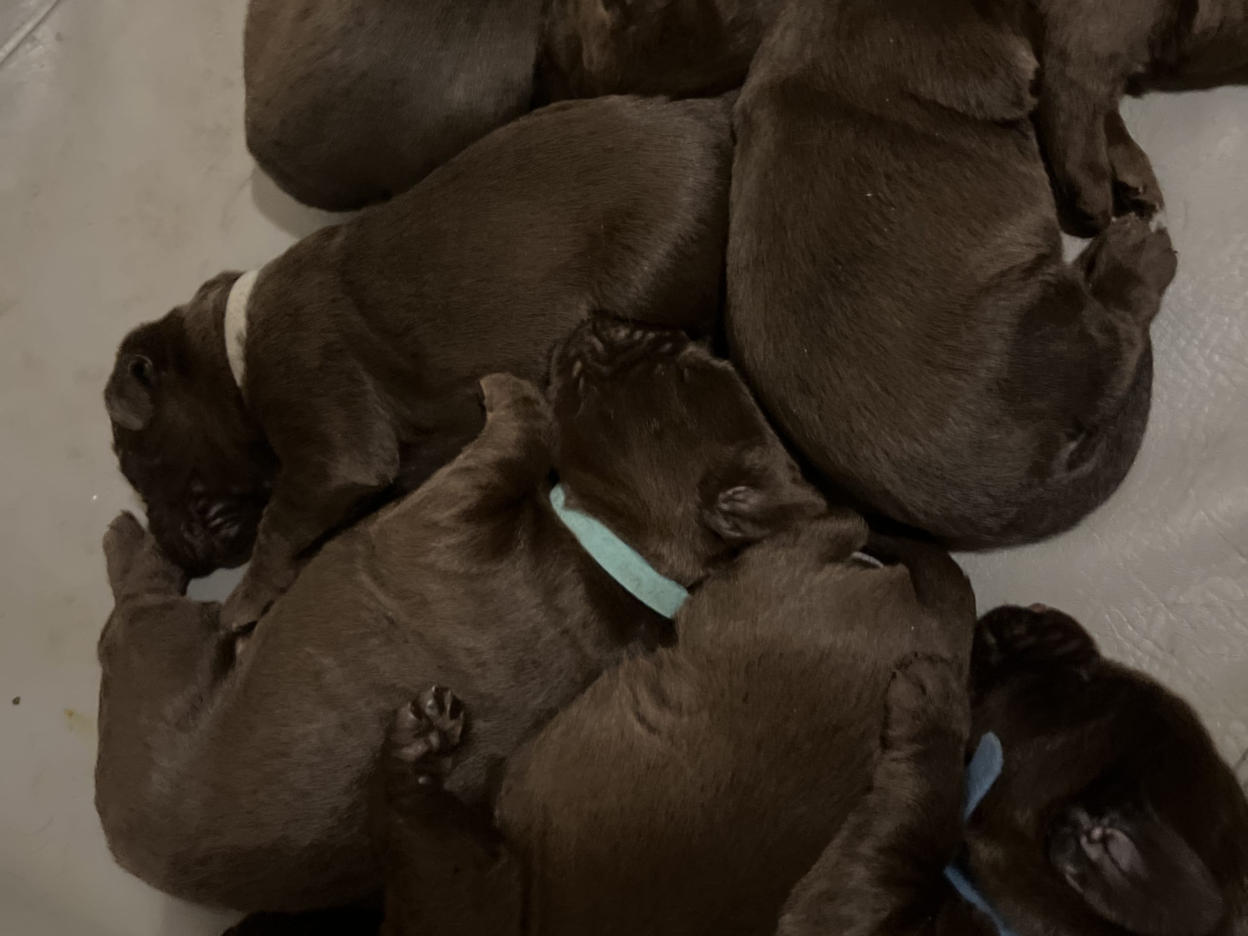 Värmdö kennel