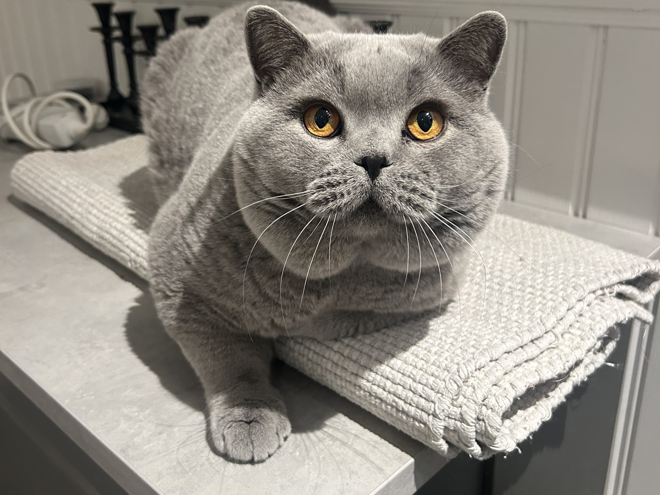 Russel