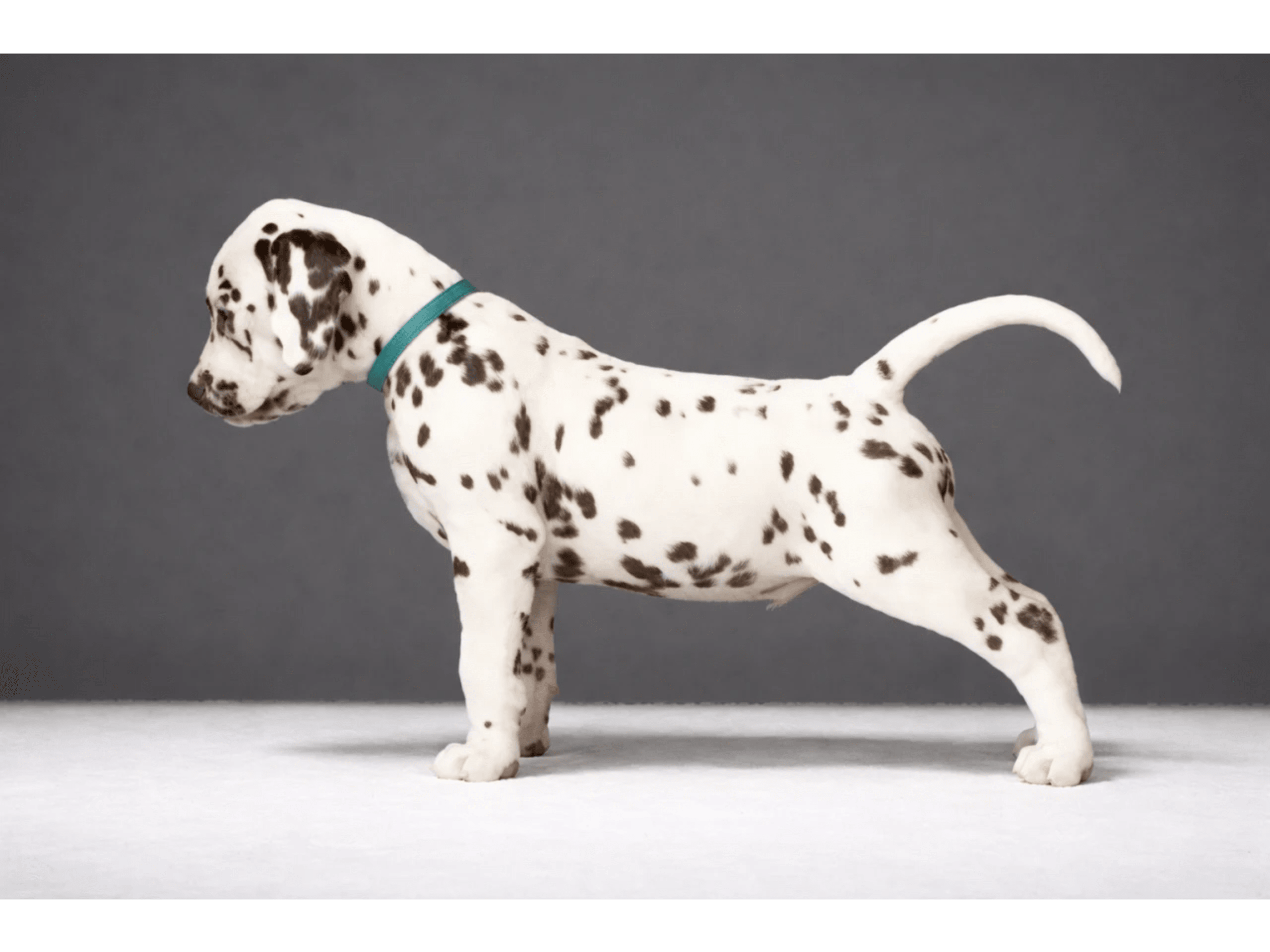 Dalmatian · Frekhaug · Kennel Shospot