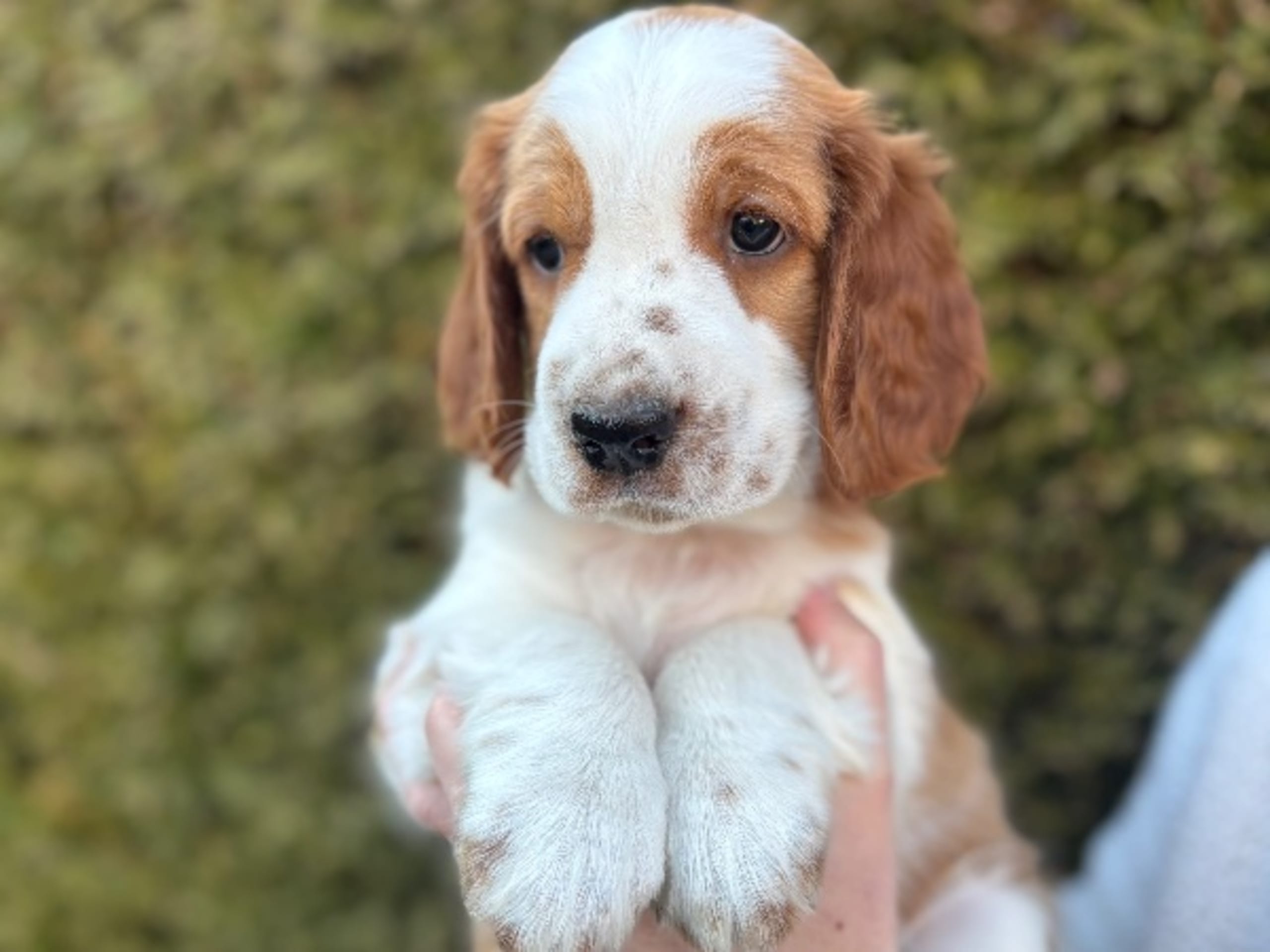 Welsh springer spaniel · Hörby · Redfrapps