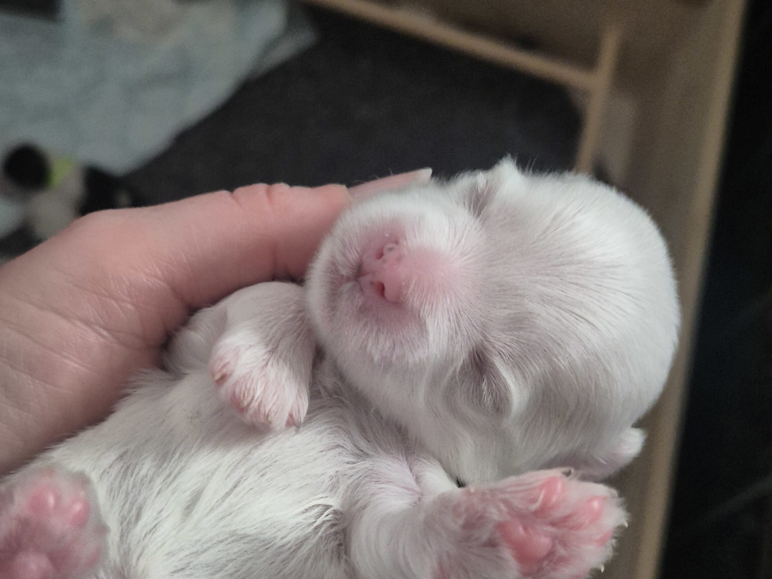 75% malteser 25% chinese crested powder puff · Vigrestad · Rannveig F.