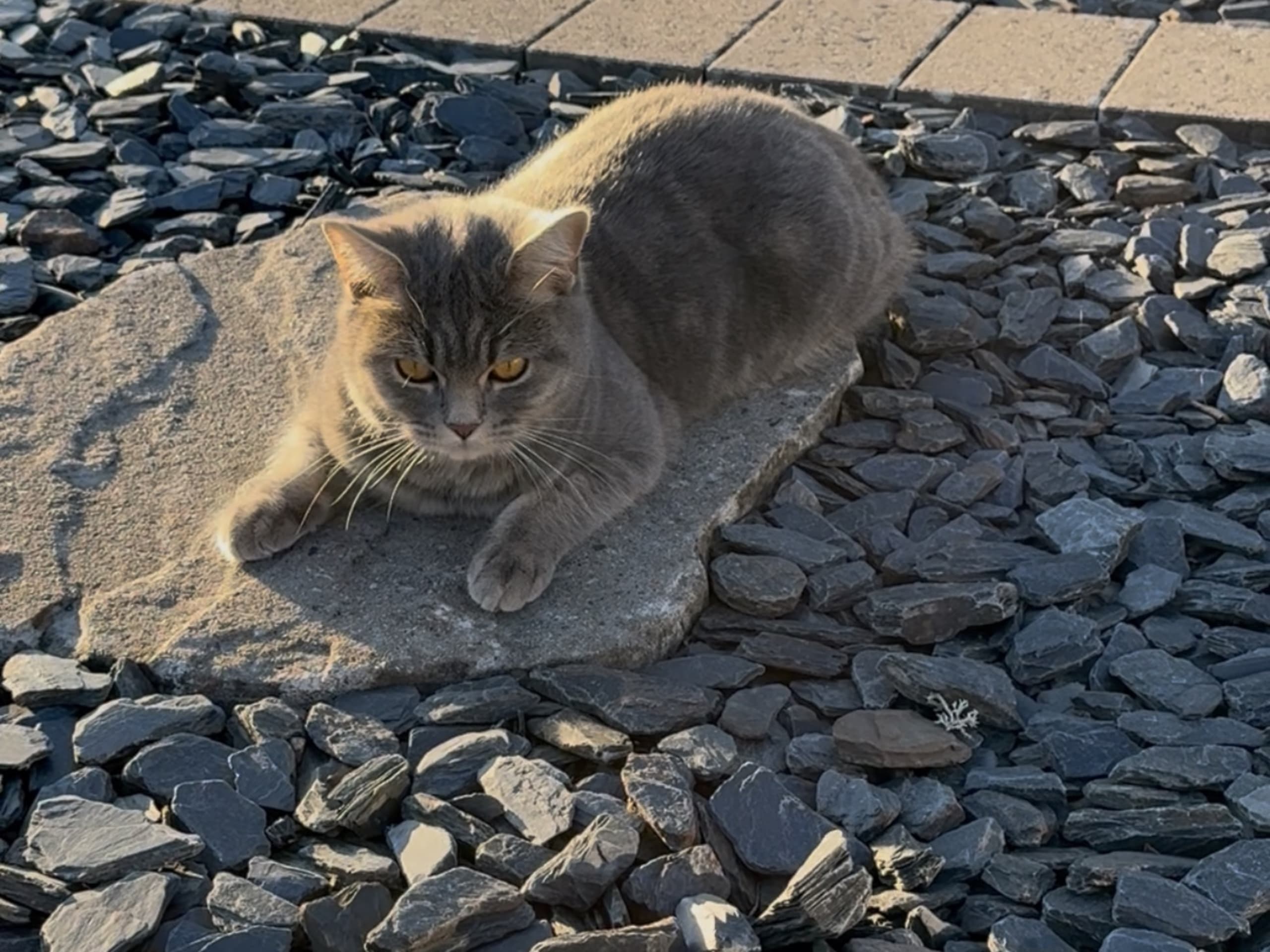 Britisk korthår · Värnamo · Irnela B.