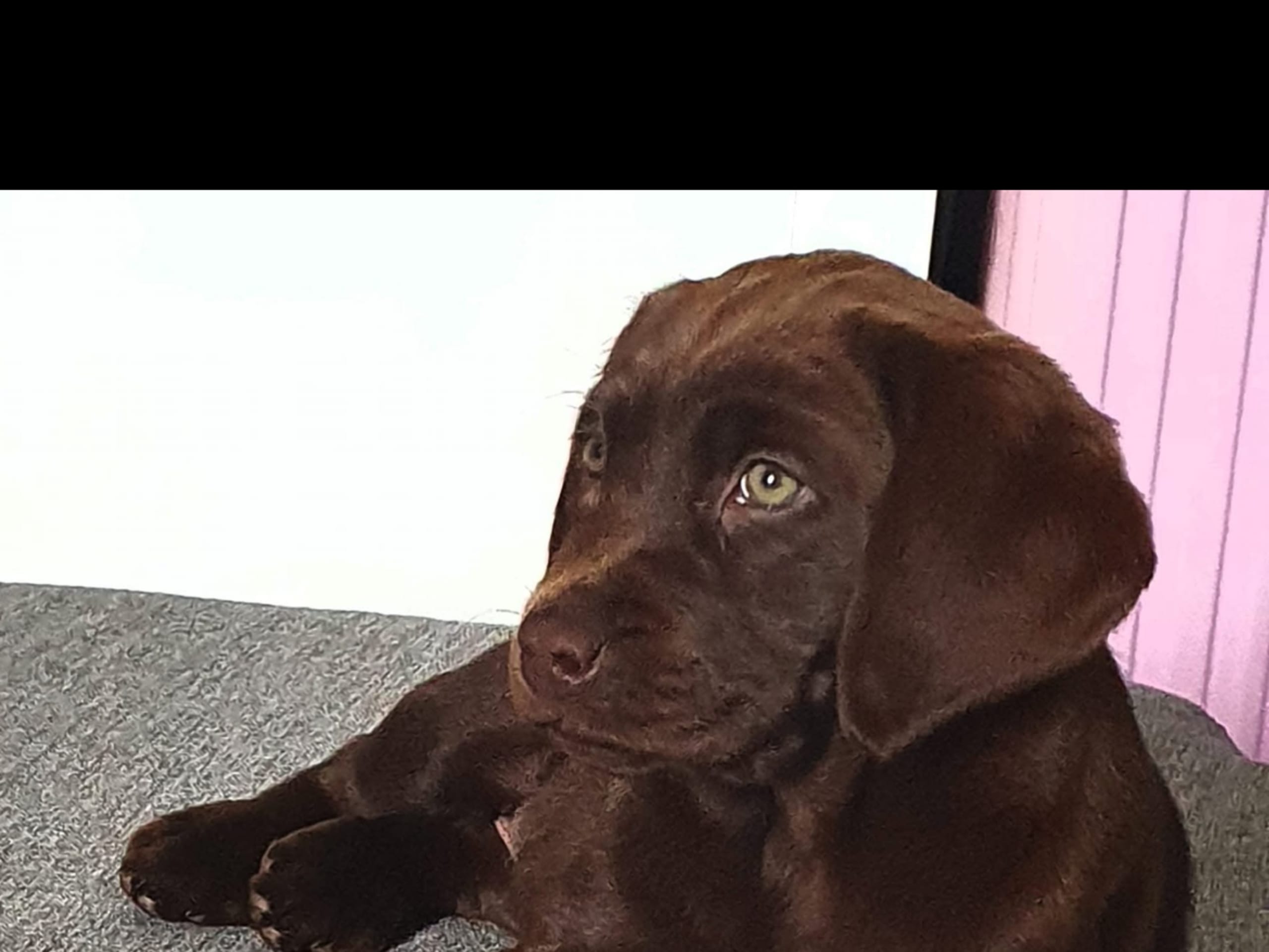 Labrador retriever · Mariestad · Maria Karolina F.