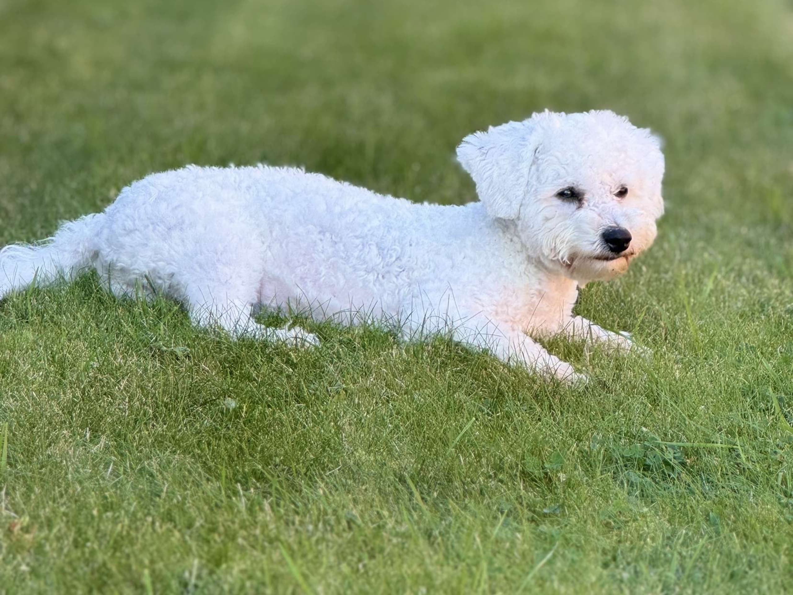 Bichon Frise · Köping · Alen H.