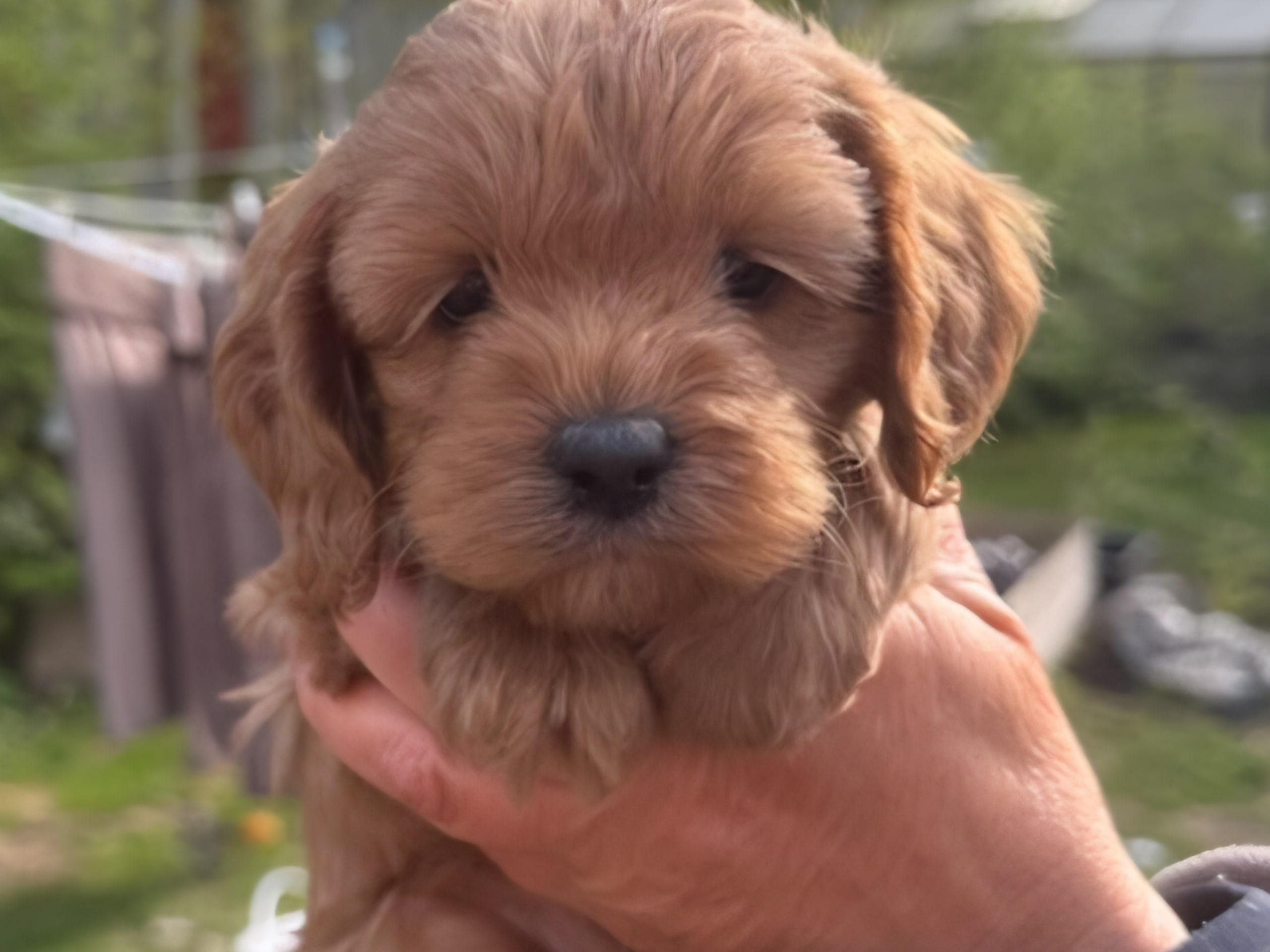 Cockerpoo · Skutskär · Tuula E.