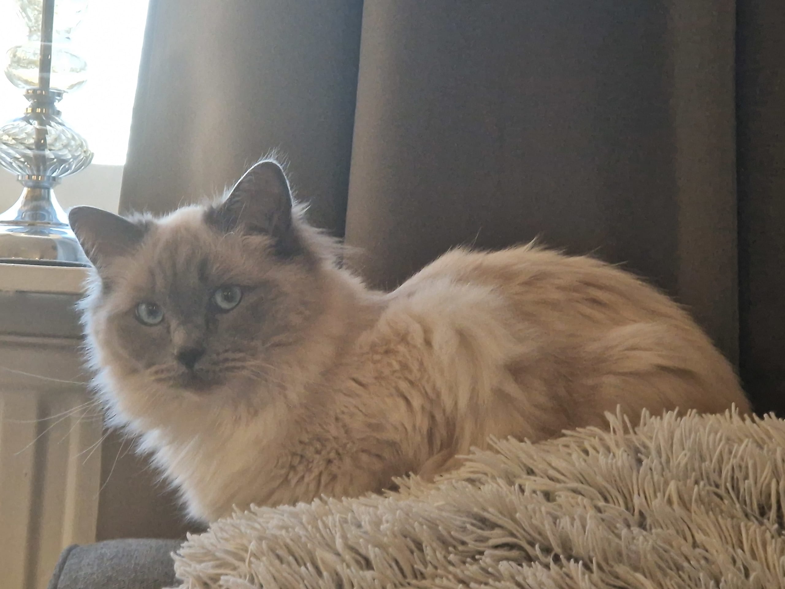 Huskatt långhår · Ramkvilla · Linda S.