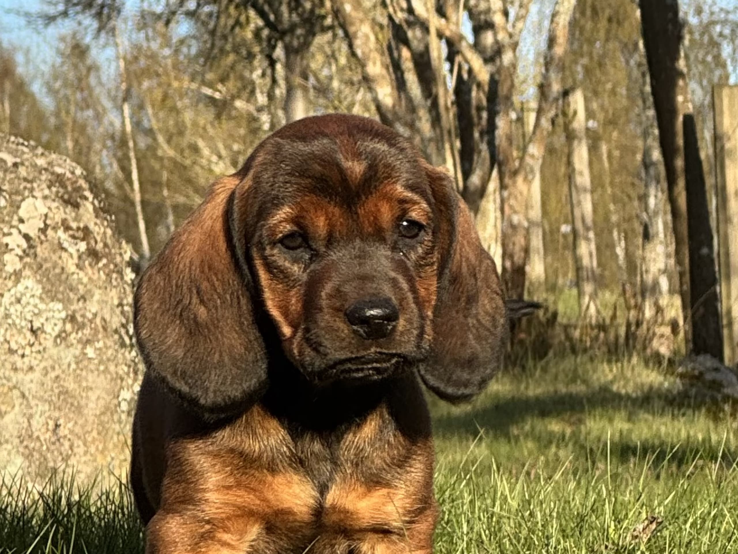 Alpine Dachsbracke · Tibro · Karlsberg Bracke Kennel