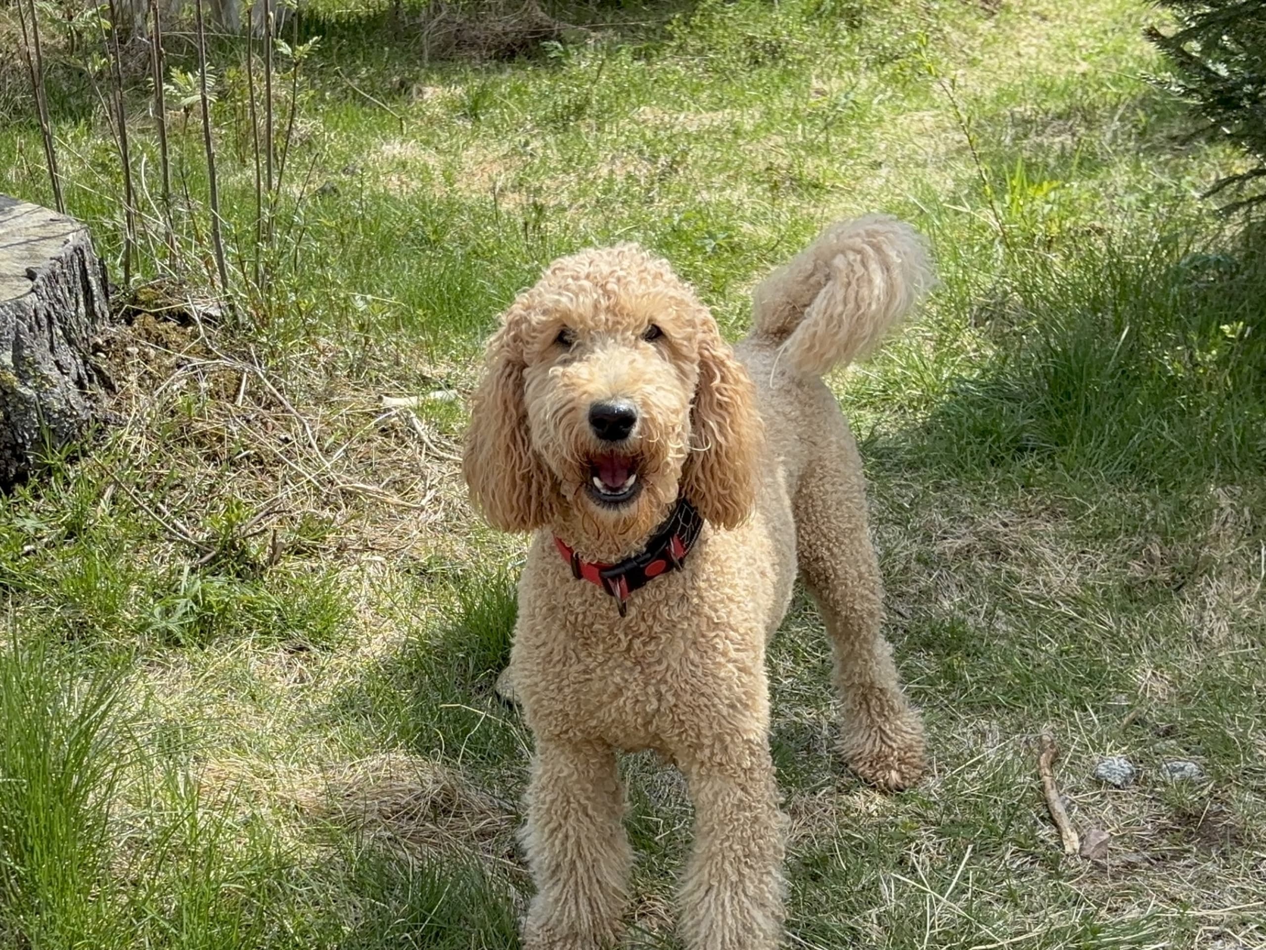Goldendoodle · Bjuråker · Lundatorpet