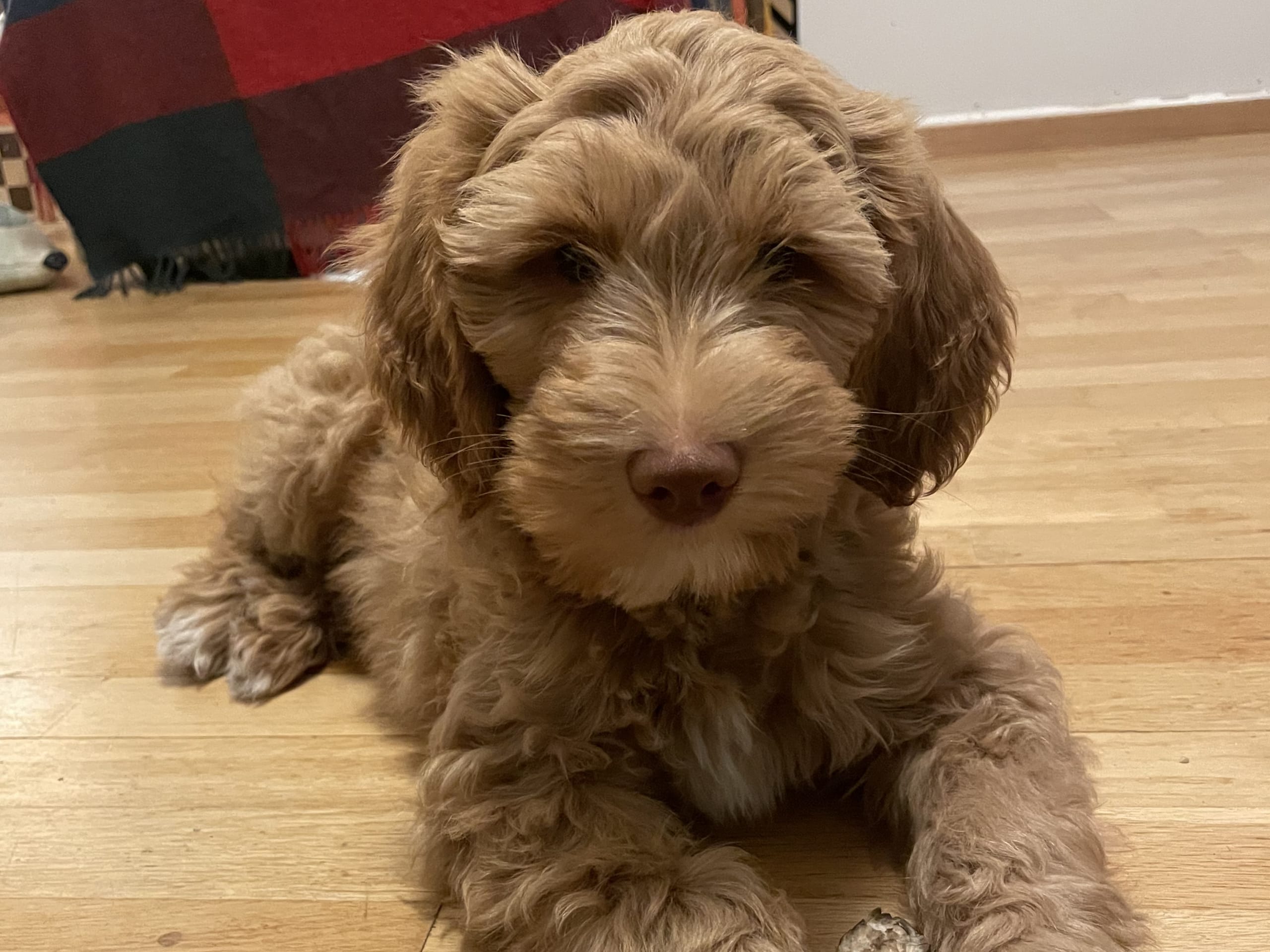 Labradoodle