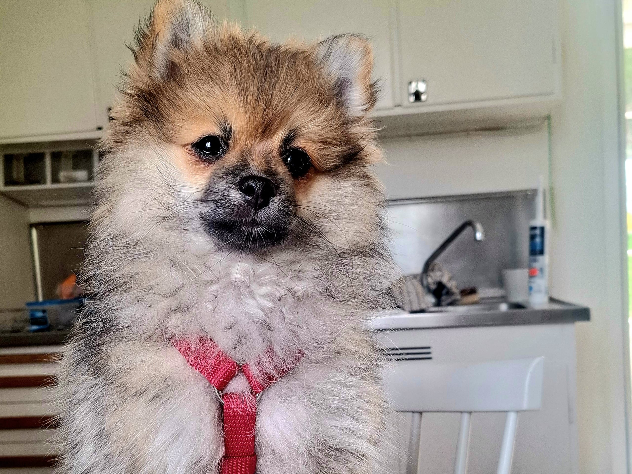 Pomeranian · Norrköping · Carola L.
