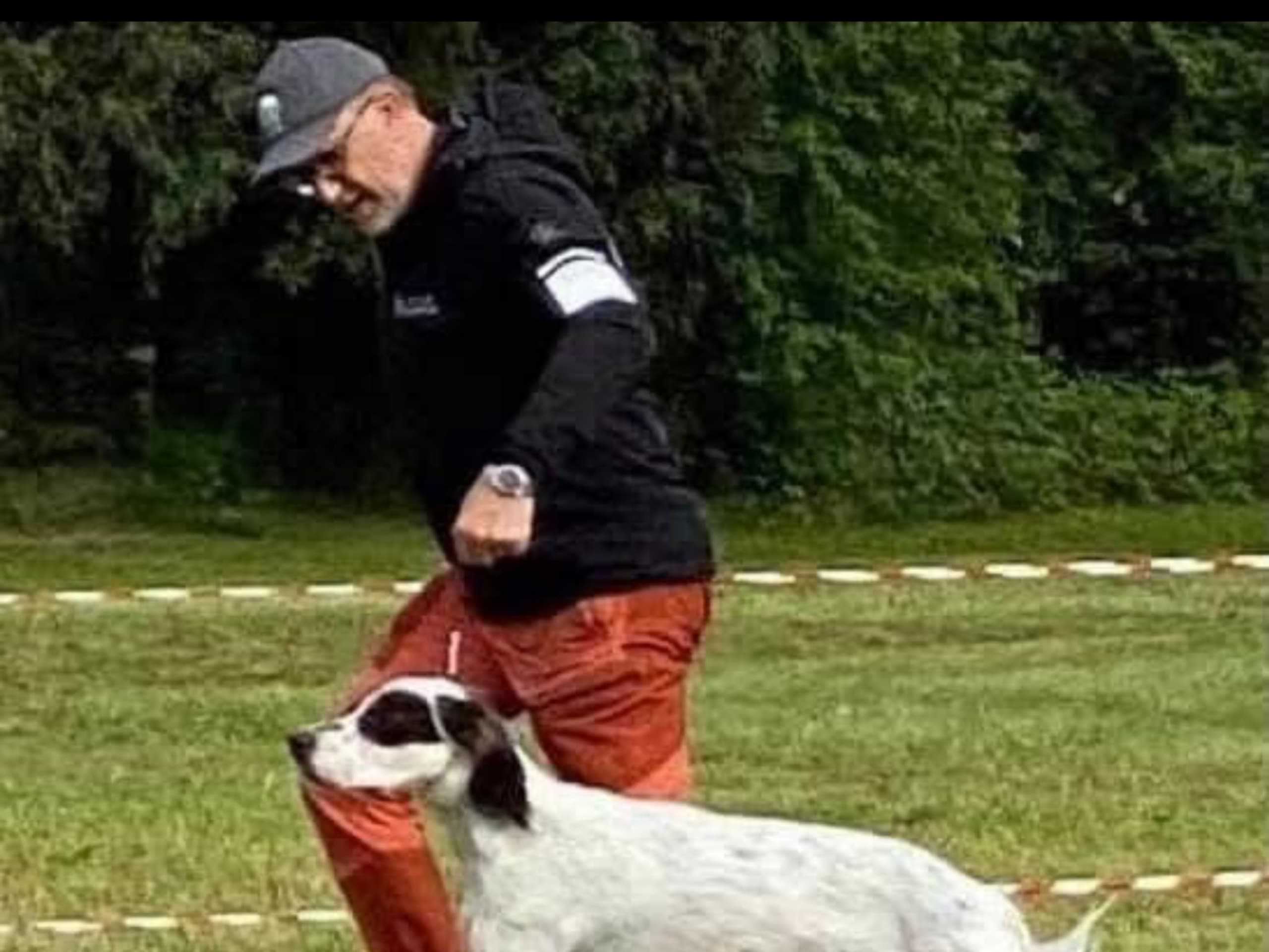 English Setter