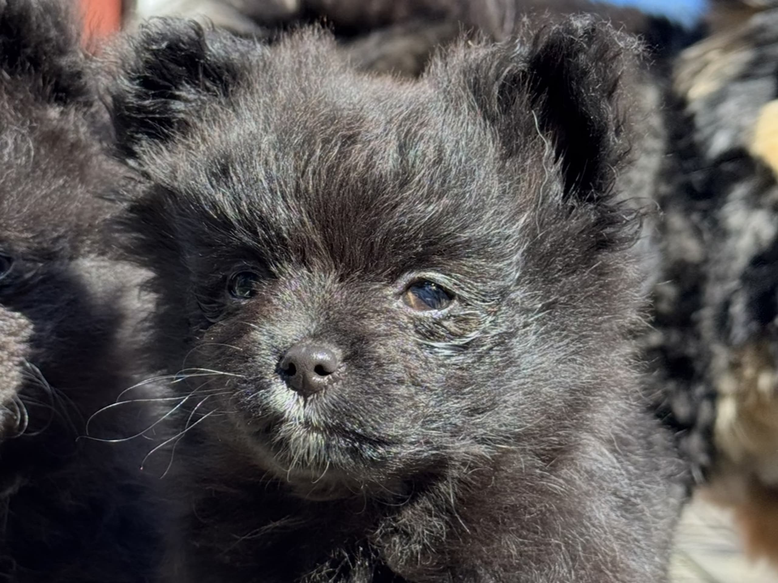 Pomchi · Söderköping · Malin S.