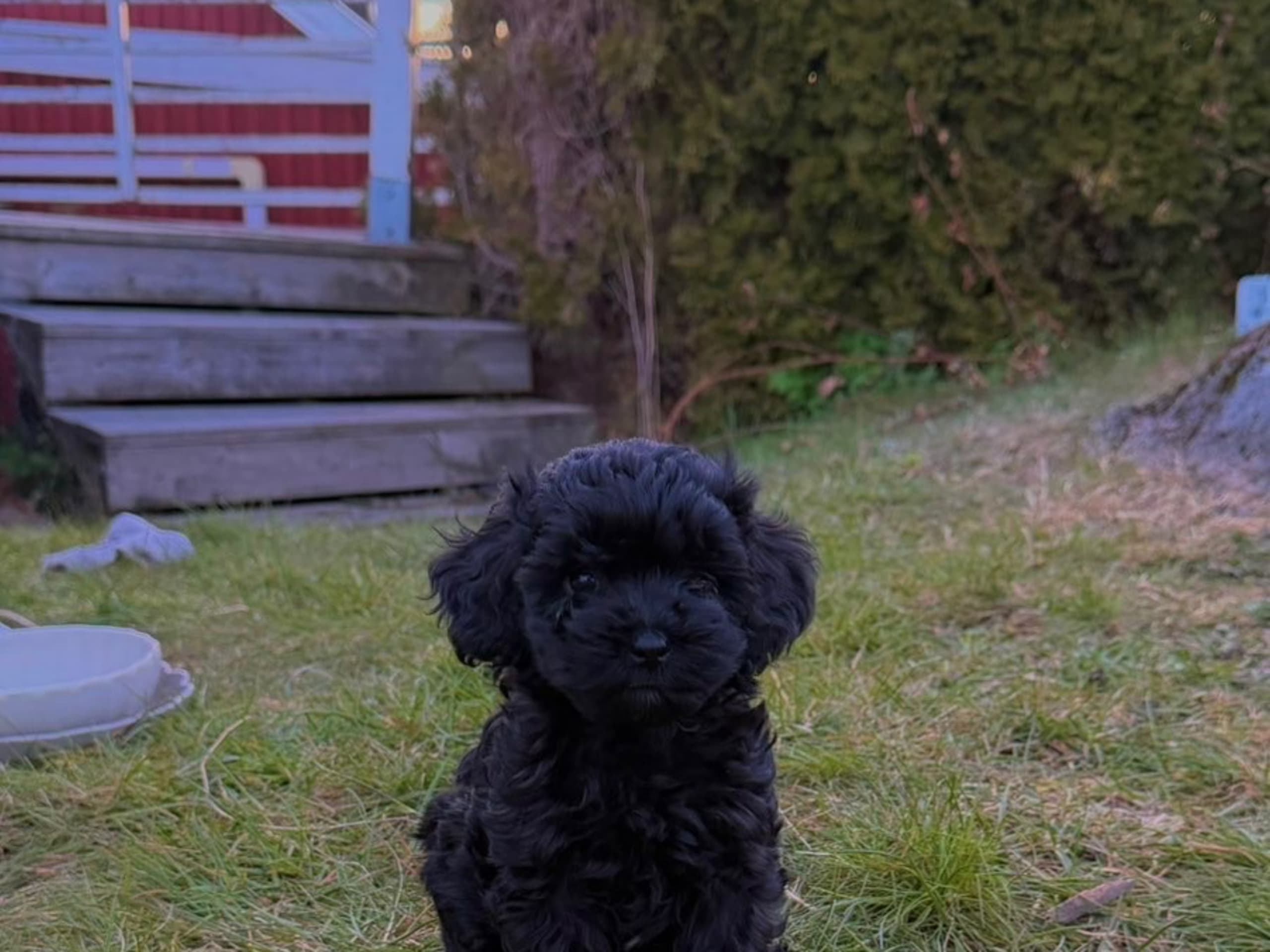 Cockerpoo