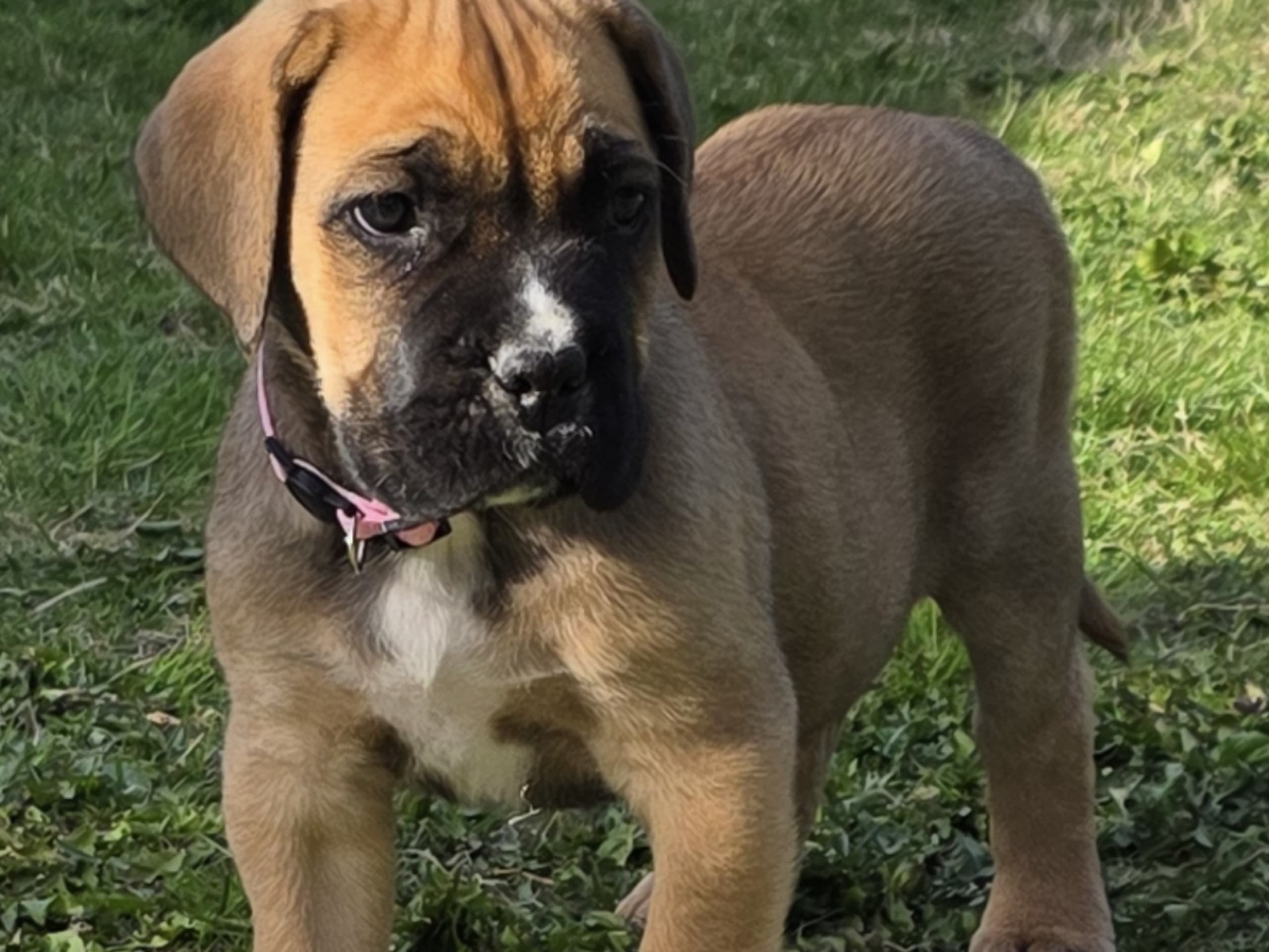 Cane Corso · Länghem · Iunona Artemis