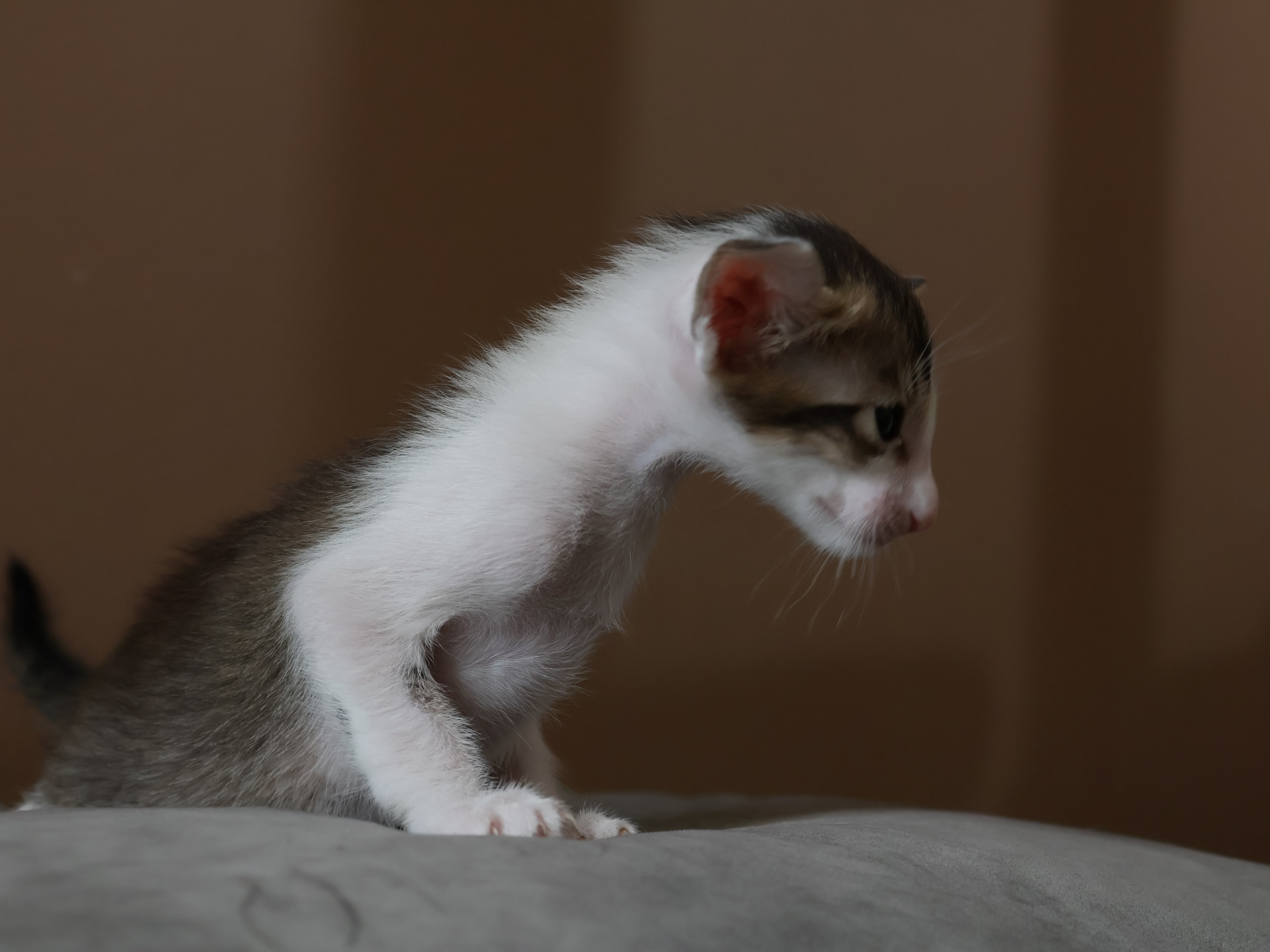 Oriental Short Hair · Storebø · Oriental Adore Cattery