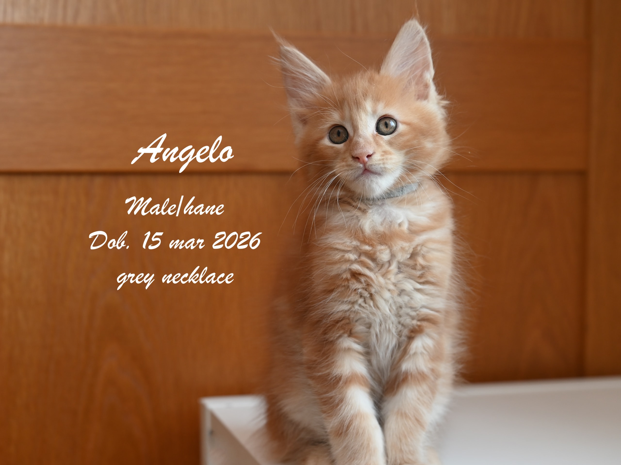 Maine Coon · Ugglarp · WH Jolly Tail’s
