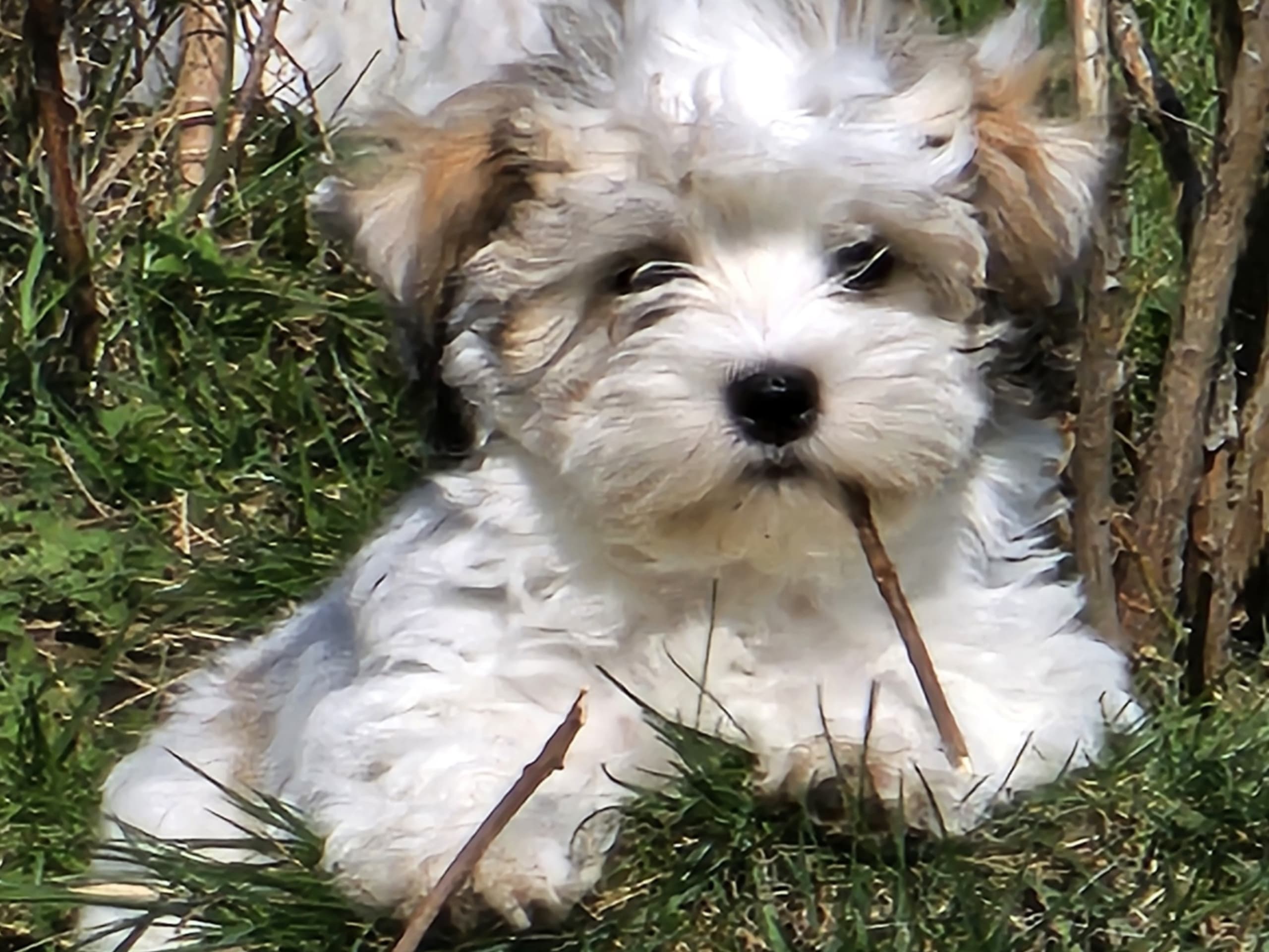 Havanese · Brålanda · Sirlens