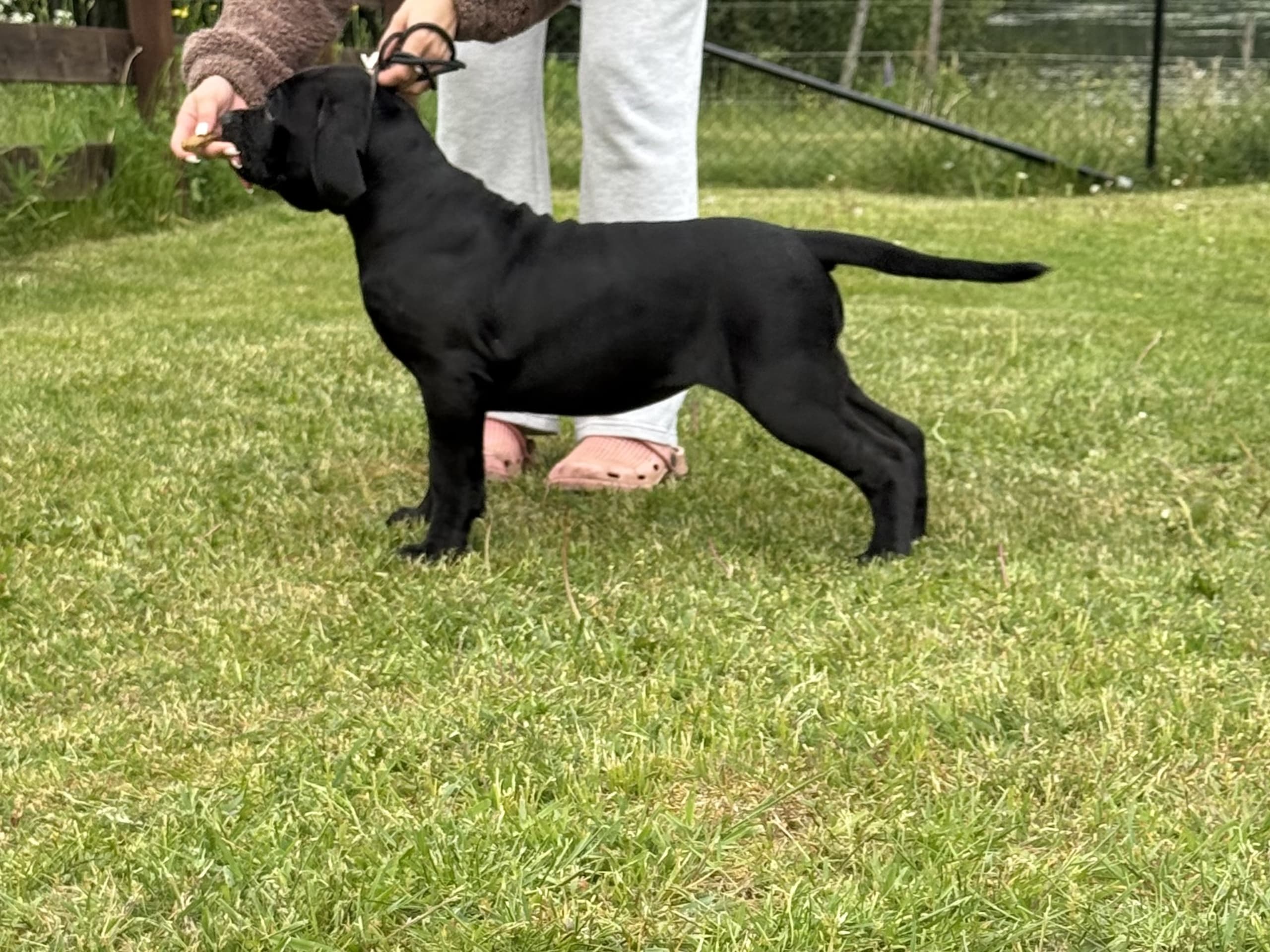Cane corso · Norra Sorunda · Red Boss